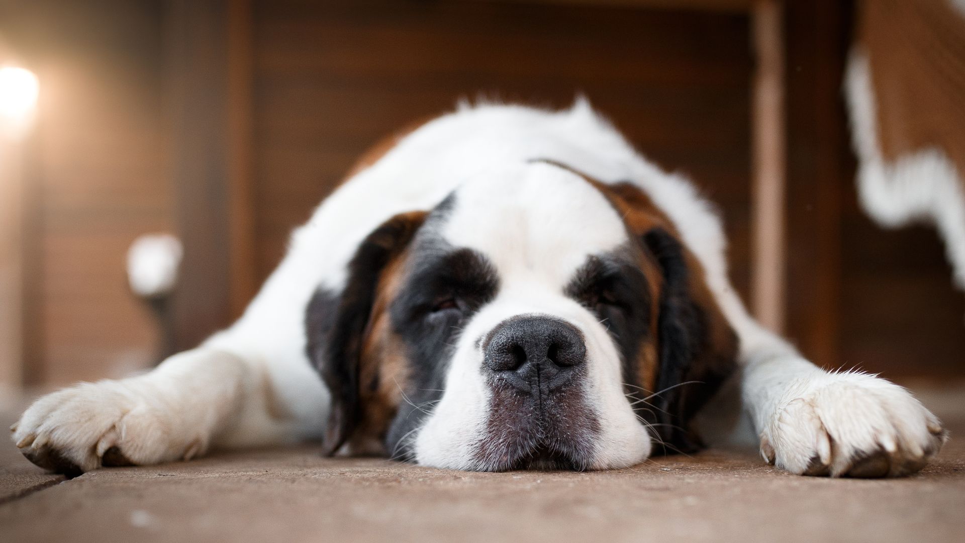 Mi perro tiene gases: 10 causas y soluciones