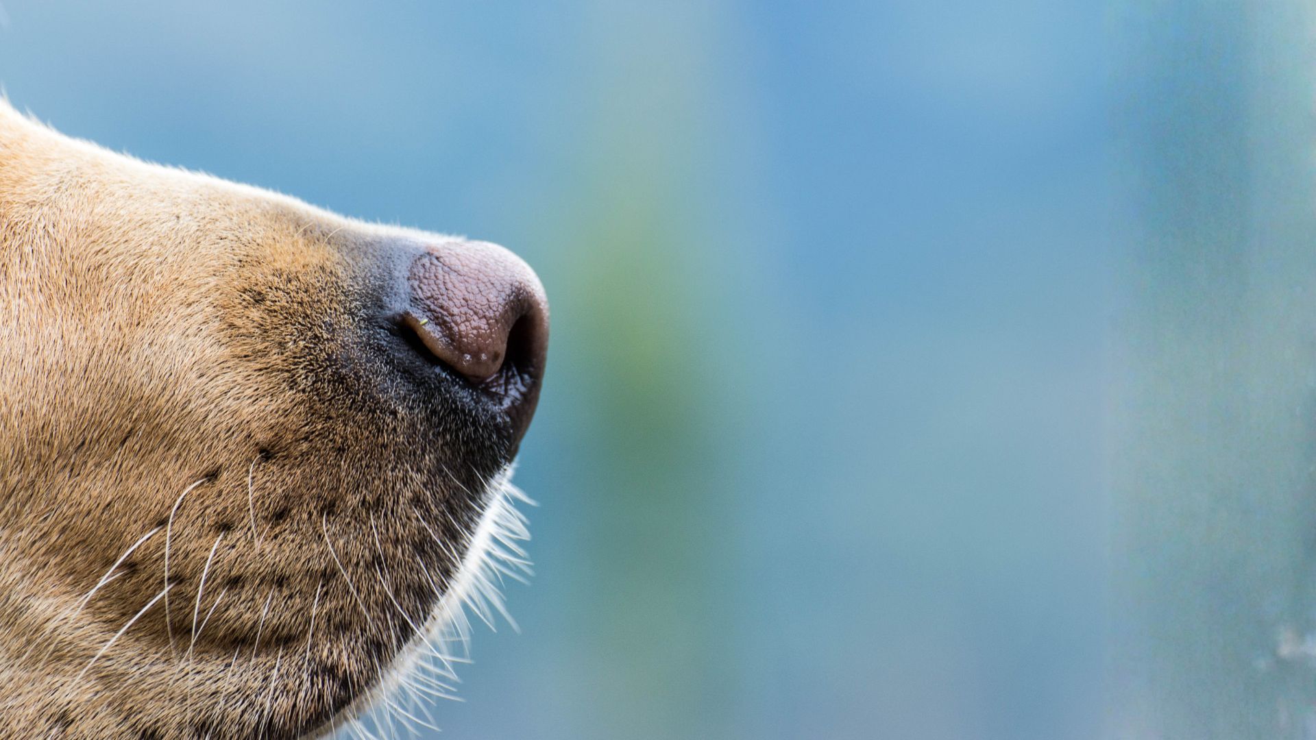 Mi perro tiene mocos: síntomas y cuándo acudir al veterinario