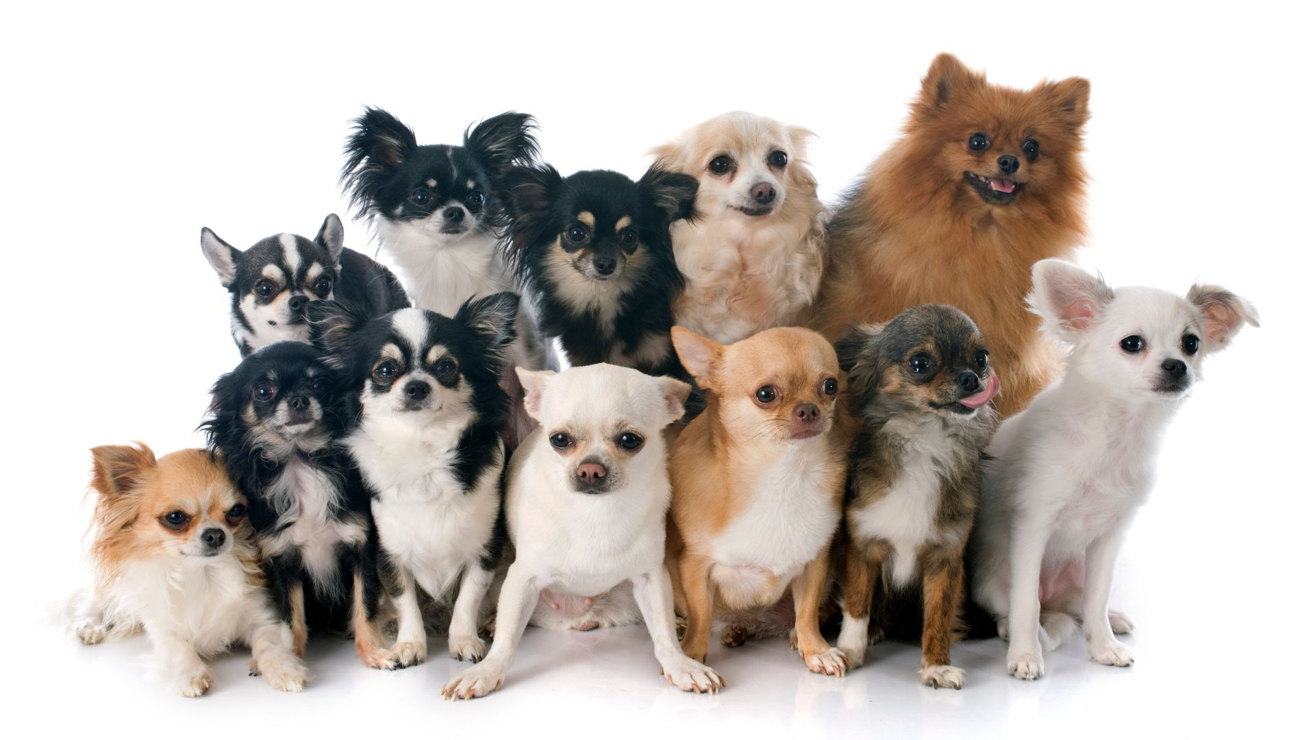 ¿Cuál es la raza de perro más pequeña del mundo?