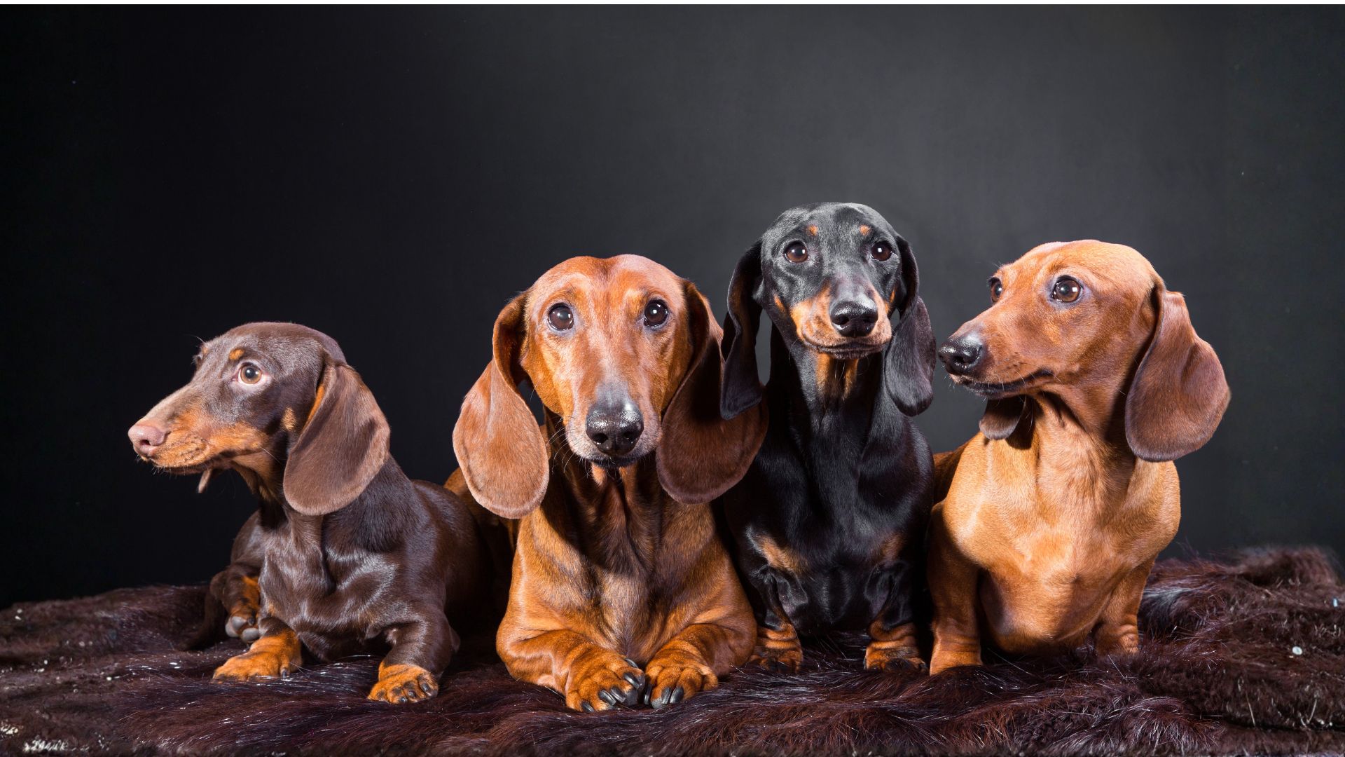 El perro salchicha: Guía completa, variedades y cuidados