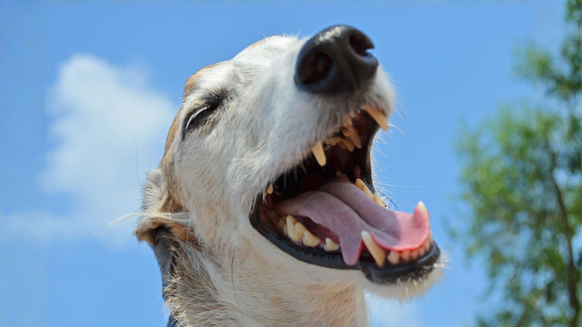 ¿Es normal que a un perro le huela la boca?