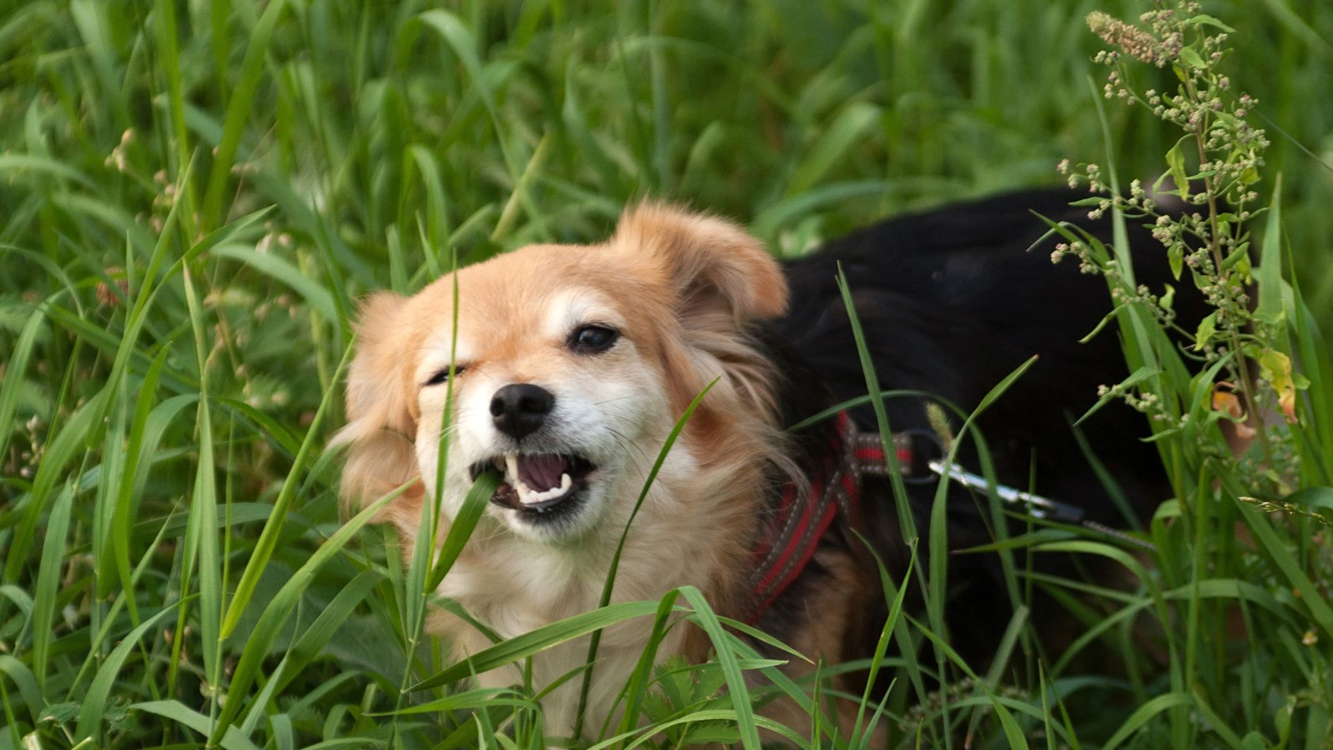 Mi perro come hierbas: causas, beneficios y cuándo preocuparse