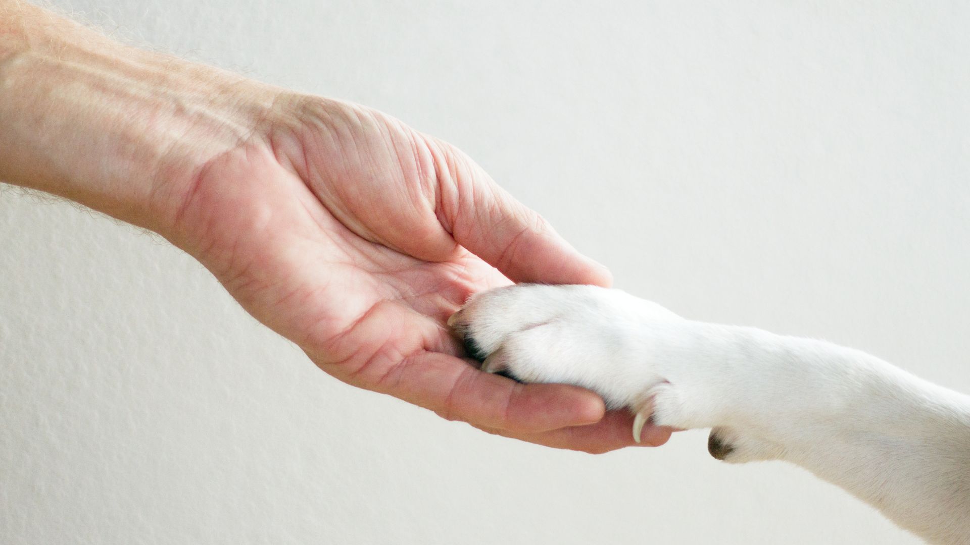 Mi perro se lame mucho las patas: causas, síntomas y soluciones efectivas