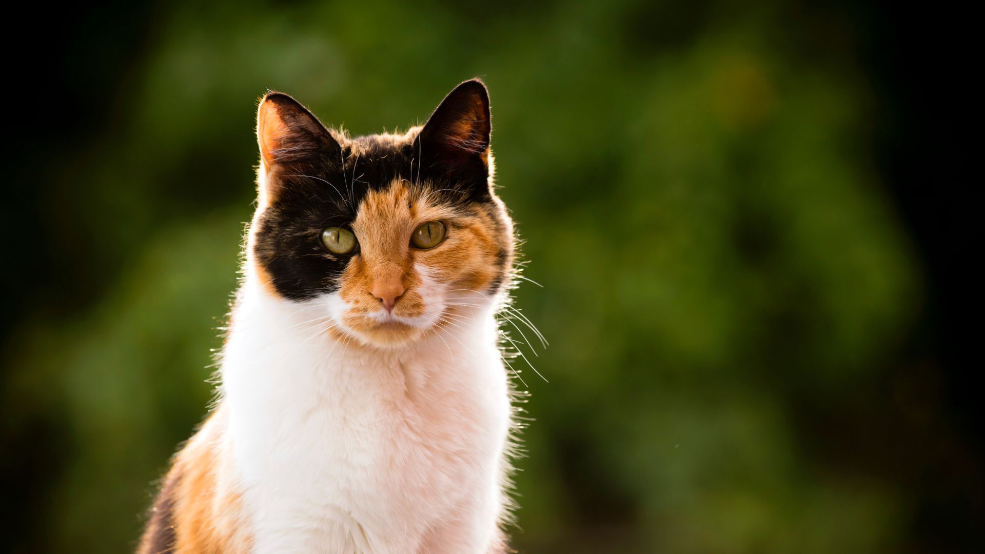 Gato calicó o gato tricolor: ¡Descubre sus curiosidades!