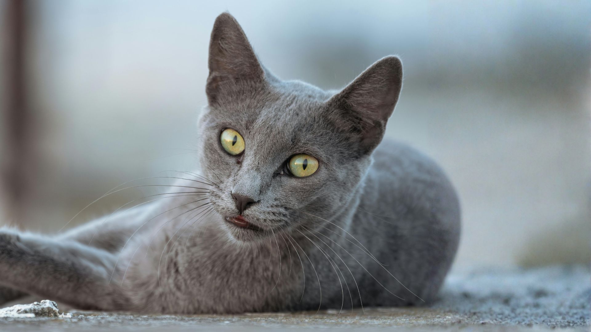 Gato gris ¿qué raza es?: Guía Definitiva