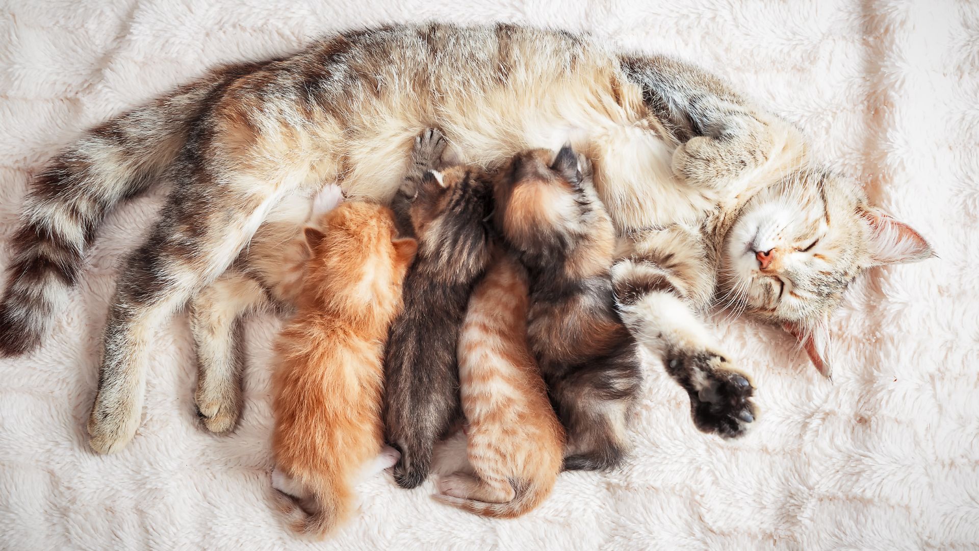 Cómo saber si un gato es macho o hembra: guía completa