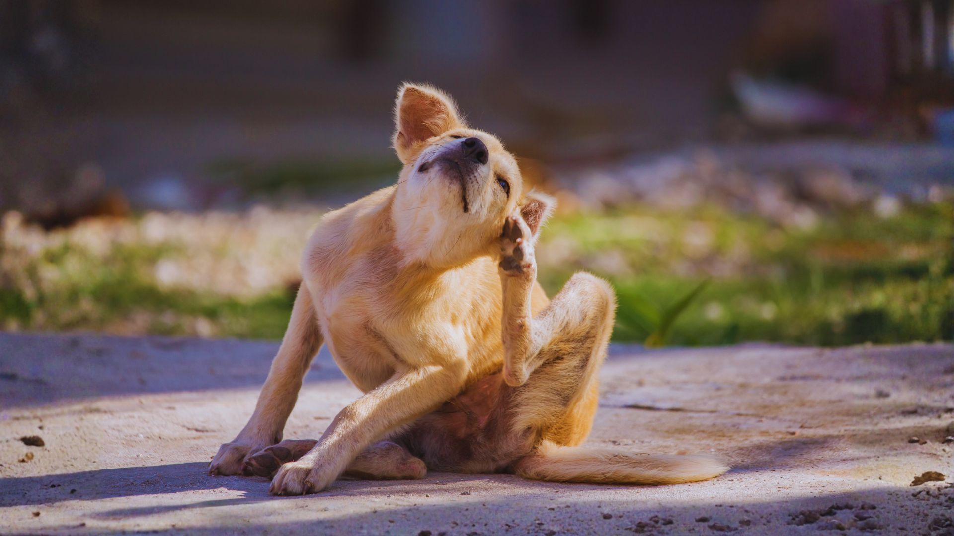 Mi perro se rasca mucho: Guía Completa