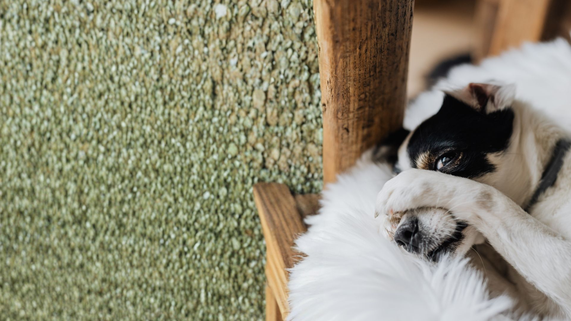 Mi perro tiene tos: Guía definitiva 