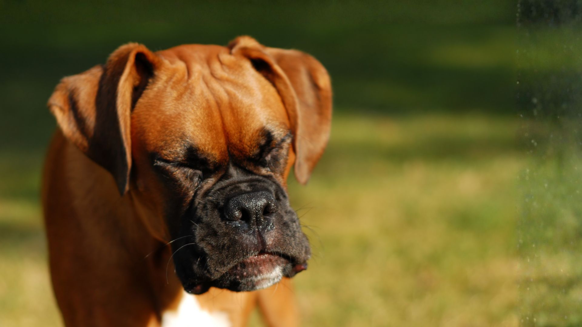 Mi perro estornuda mucho: Guía Completa 