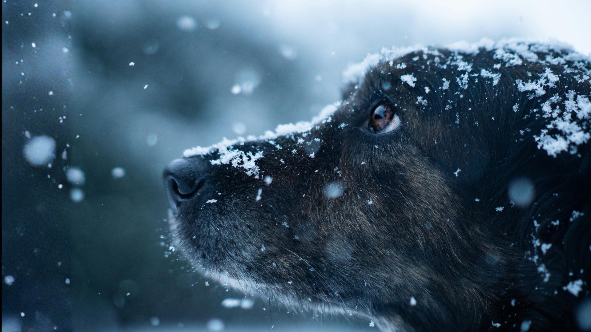 ¿Los perros tienen frío?