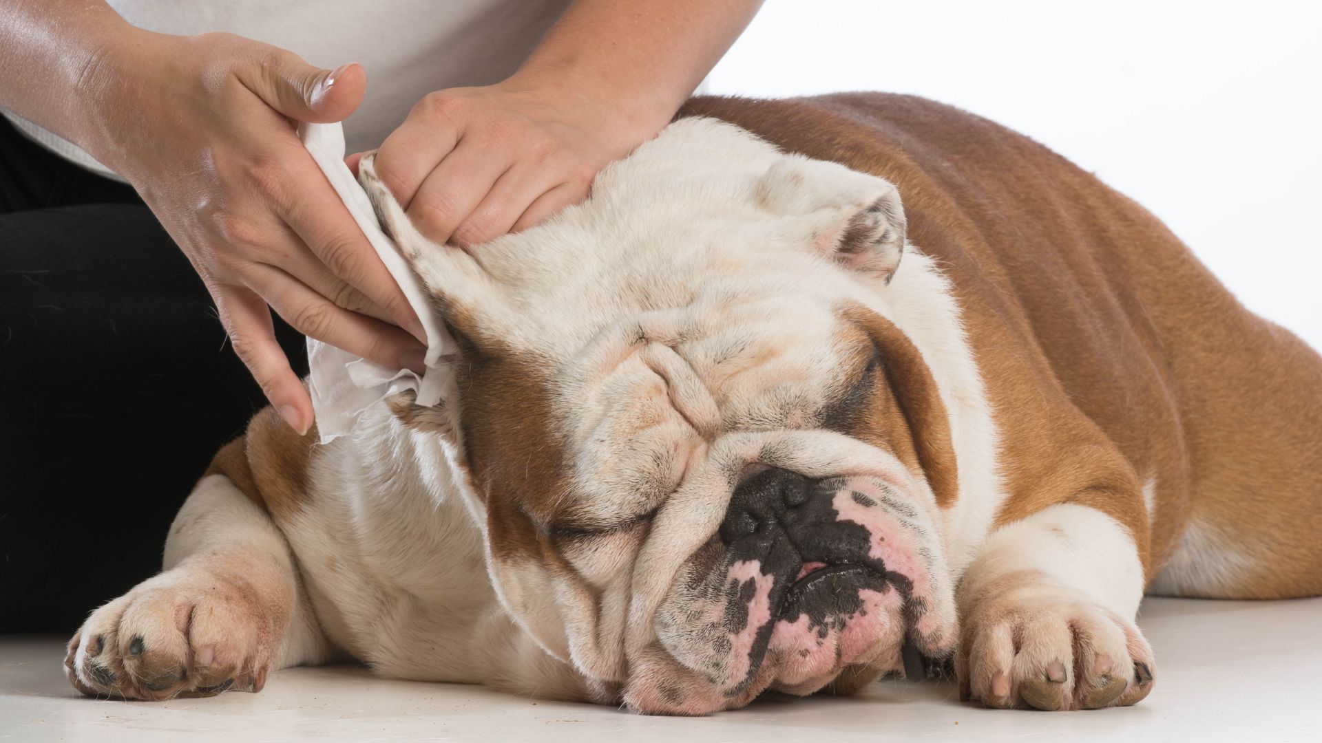 Cómo limpiar las orejas a un perro