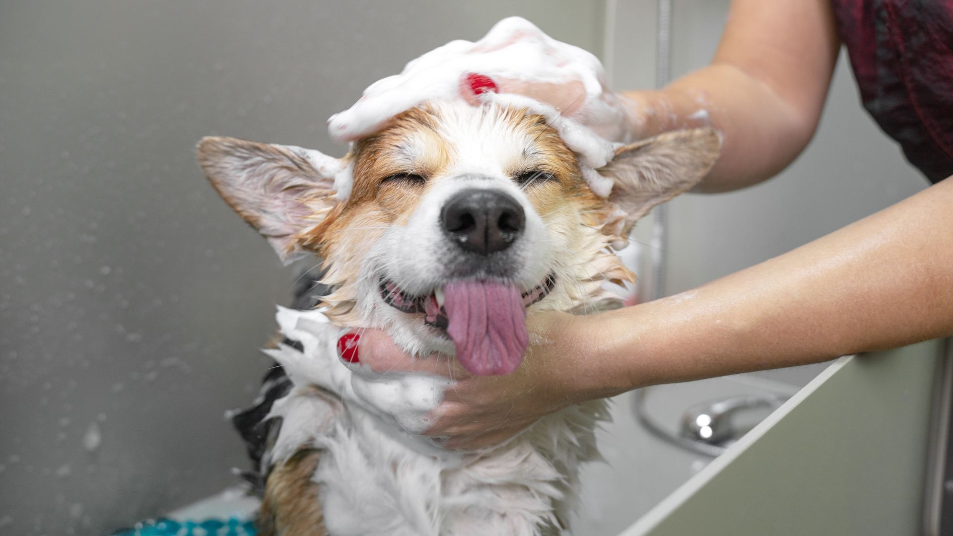 Cómo cuidar la higiene de tu perro de manera correcta