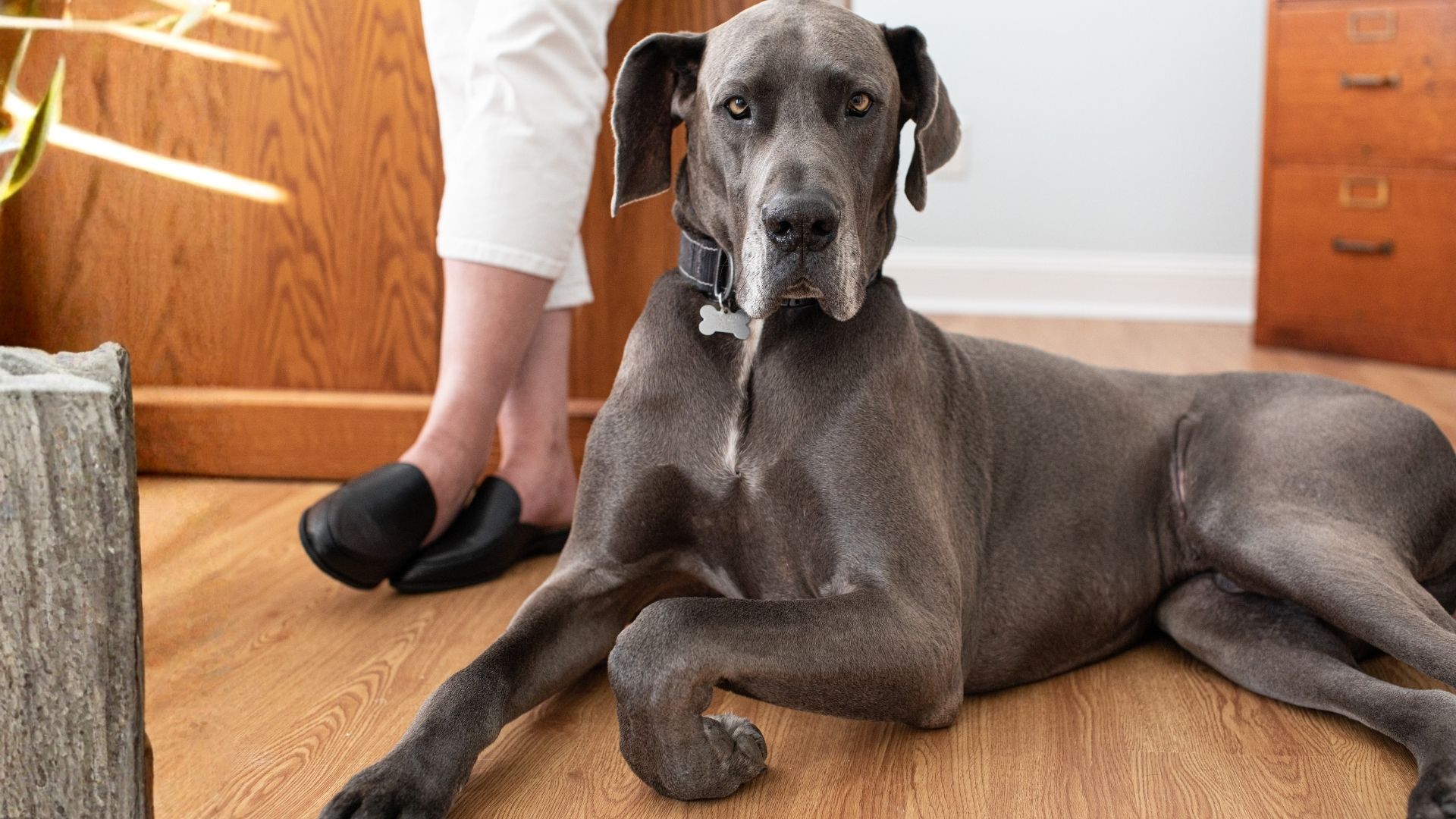 Gran danés: la raza gigante que conquista corazones 