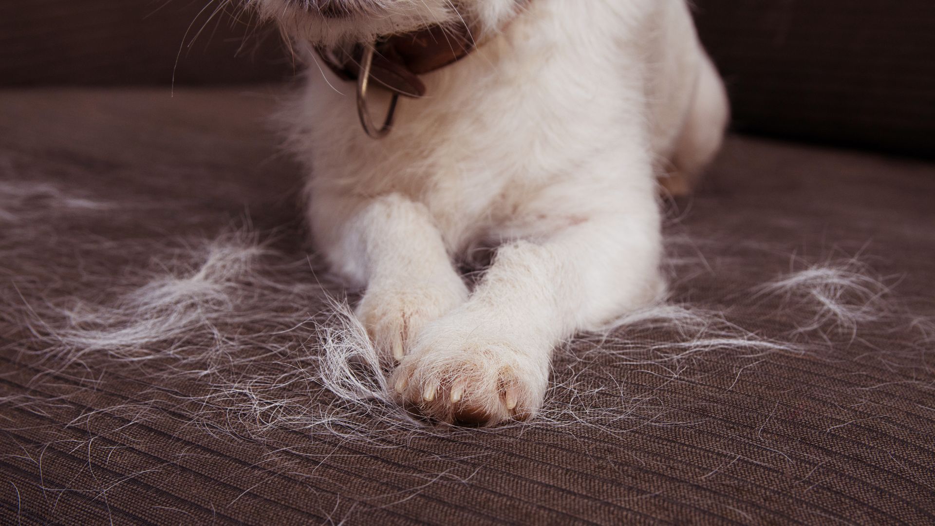 Mi perro suelta mucho pelo: causas reales, soluciones y cuidados.