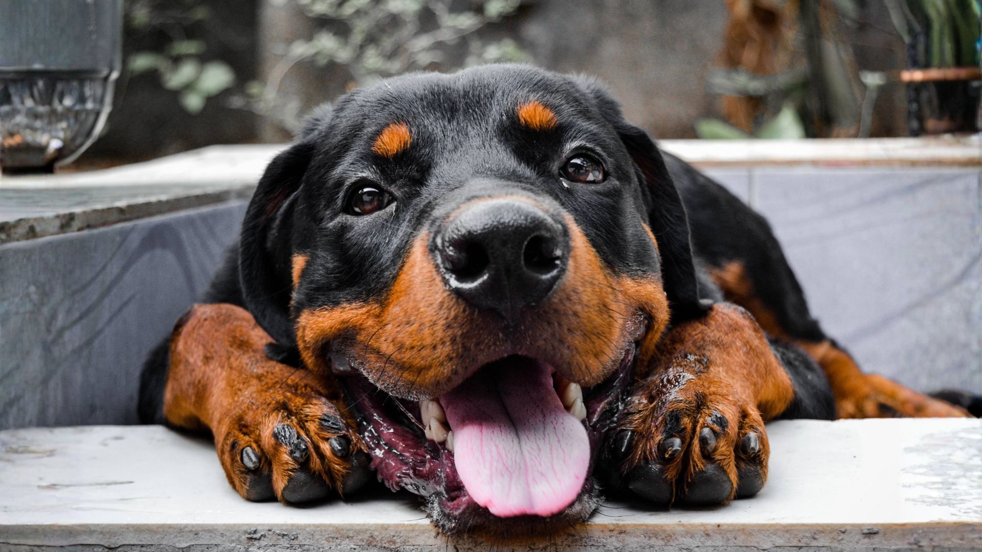 Rottweiler: origen, características, cuidados y guía completa