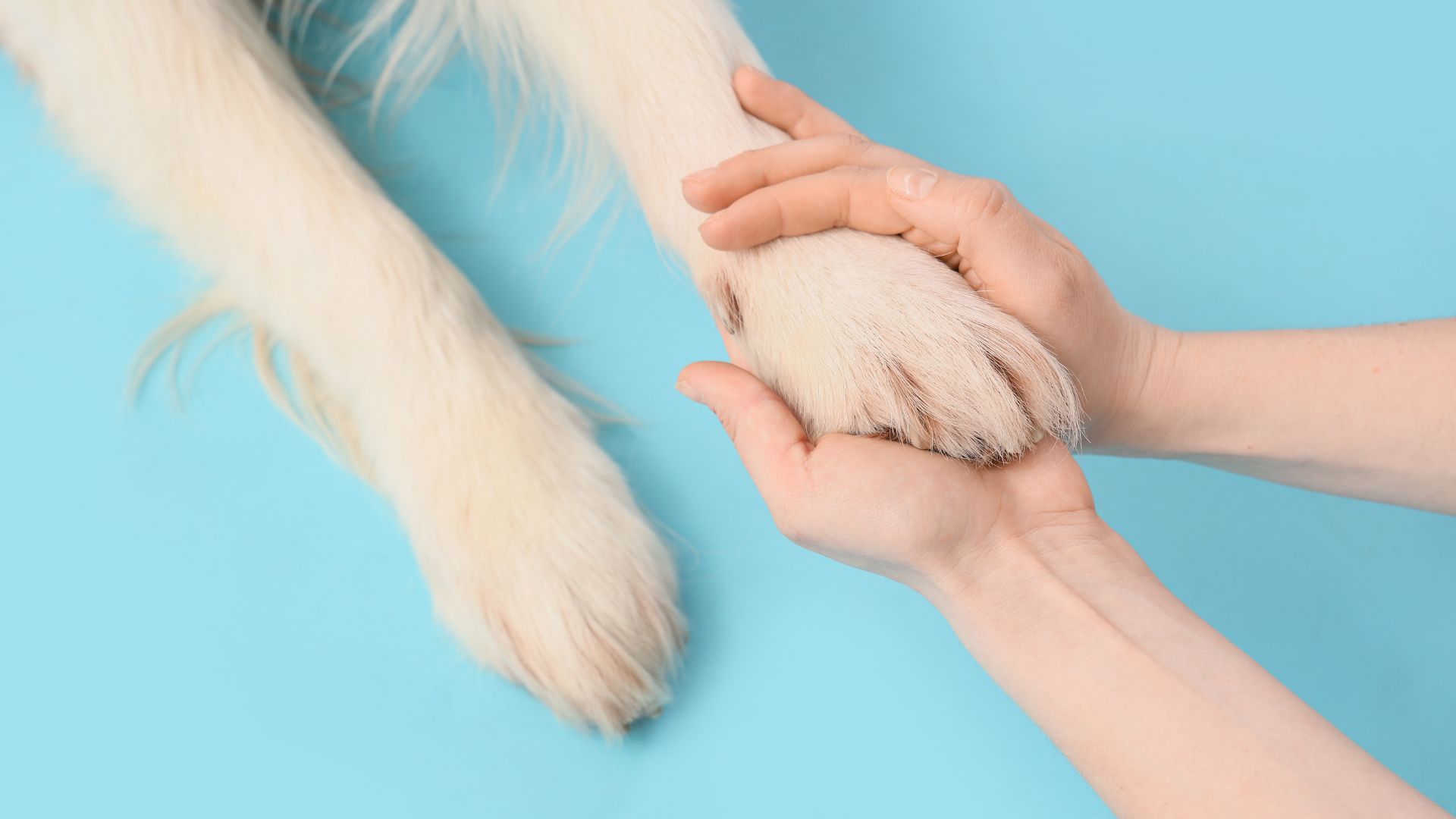 Artrosis en perros: causas y síntomas con evidencia veterinaria