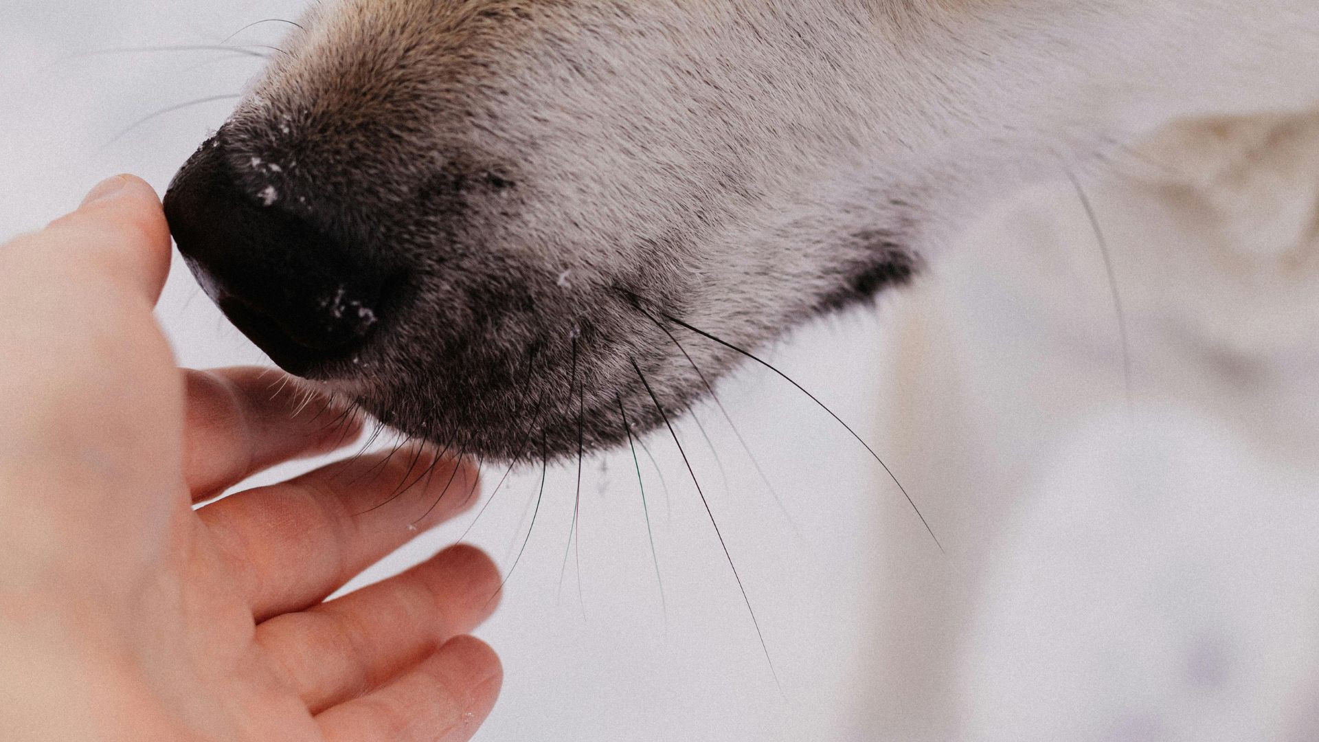 Mi perro tiene la nariz muy mojada: motivos y preocupaciones