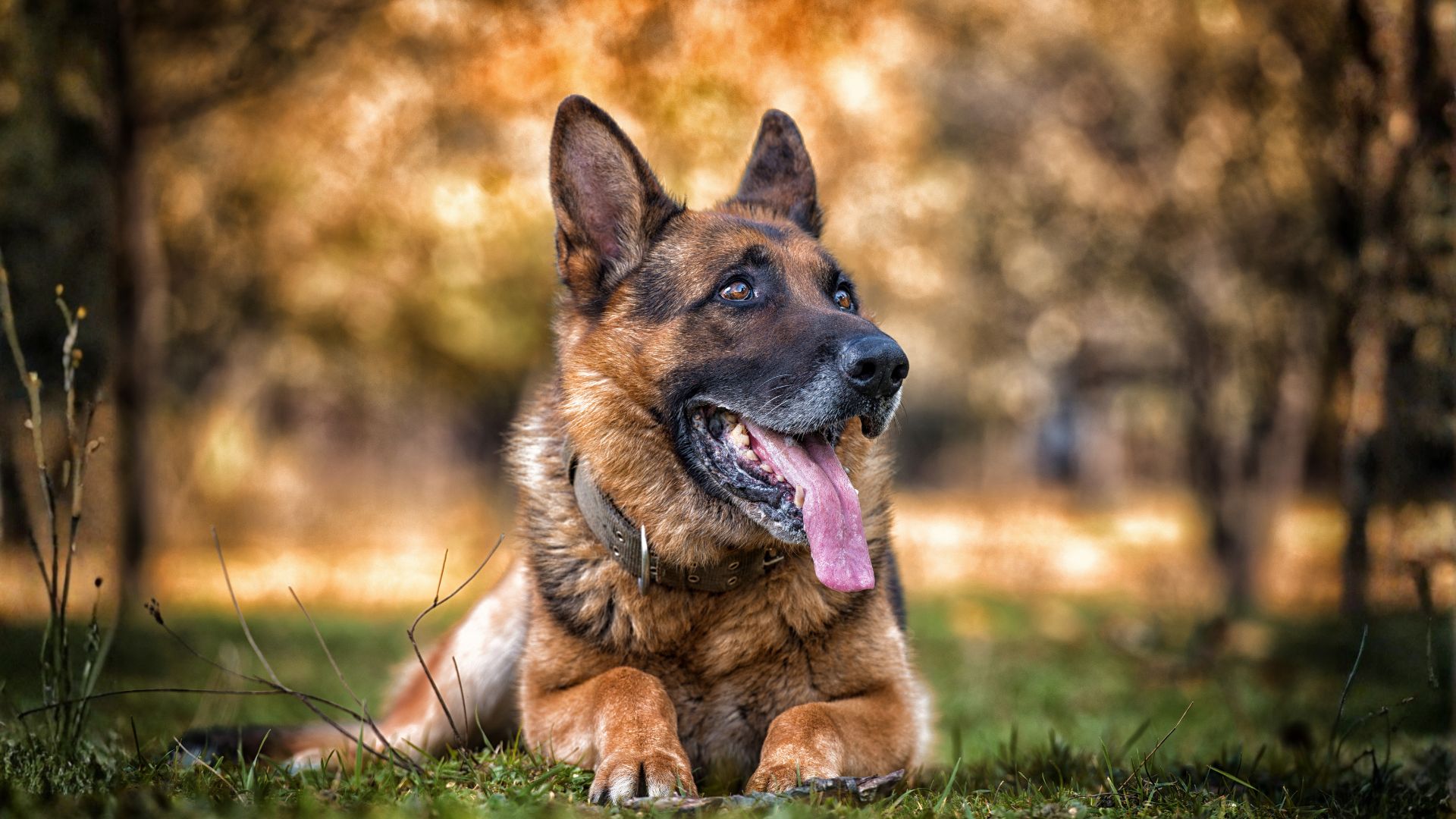 El Pastor alemán: historia, carácter y cuidados