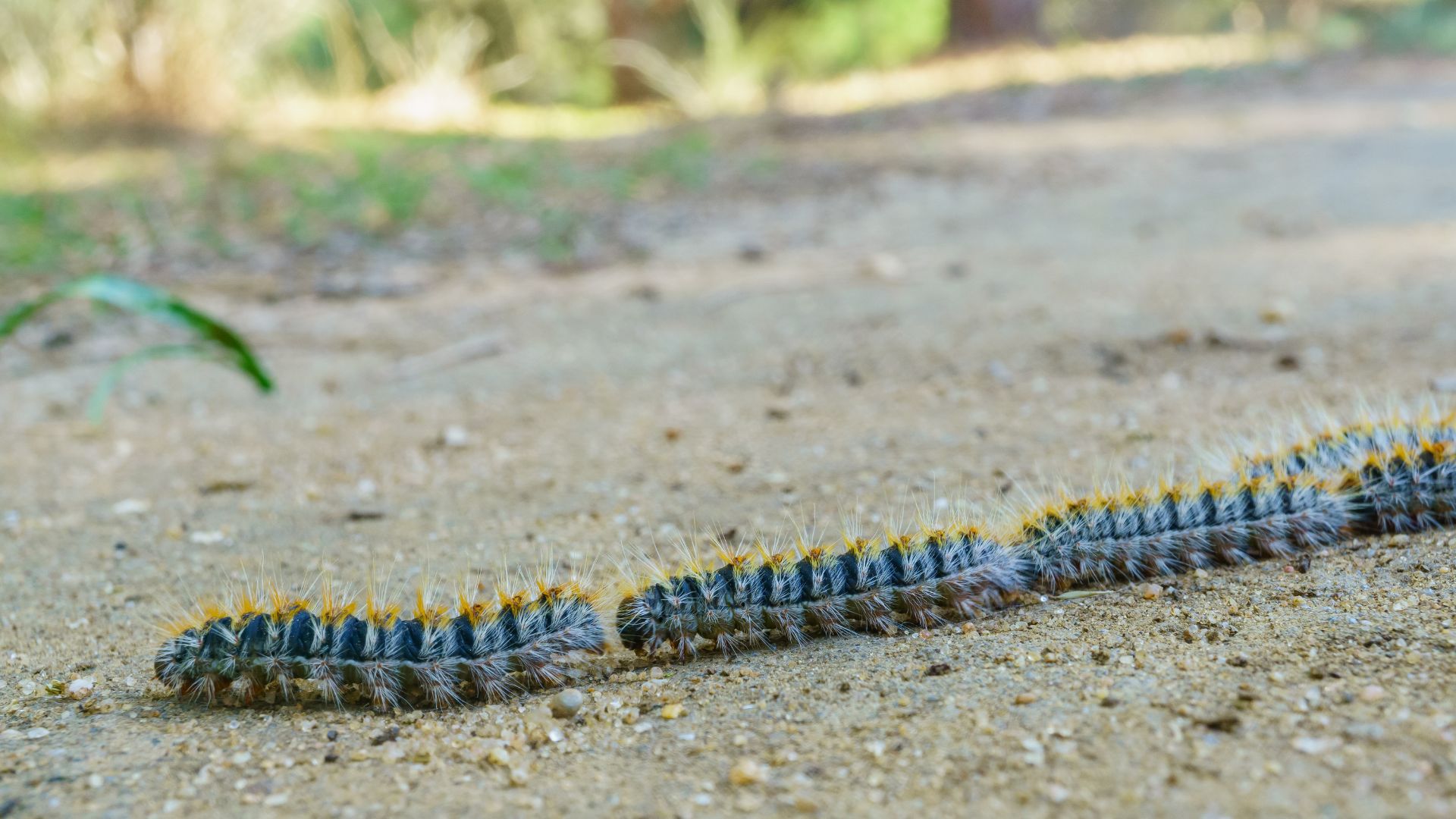 Orugas procesionarias: mantén tu perro a salvo