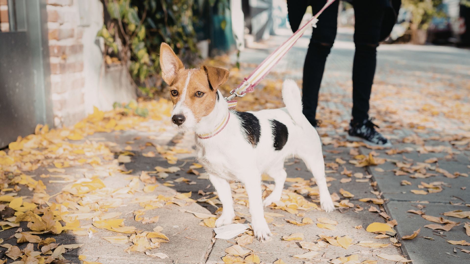 ¿Cuántas veces necesita pasear un perro? Recomendaciones