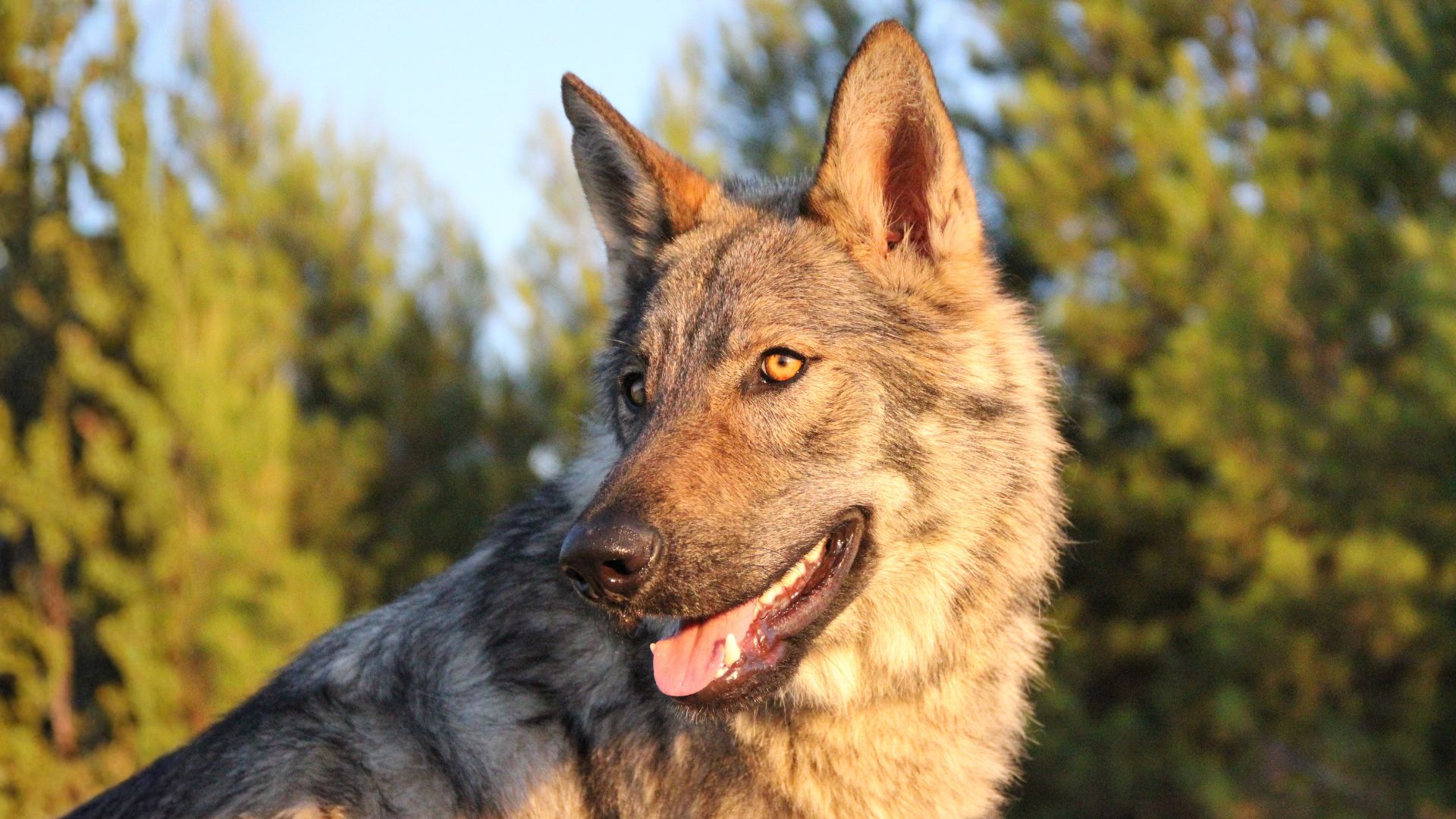 Perro lobo checoslovaco guía completa profesional