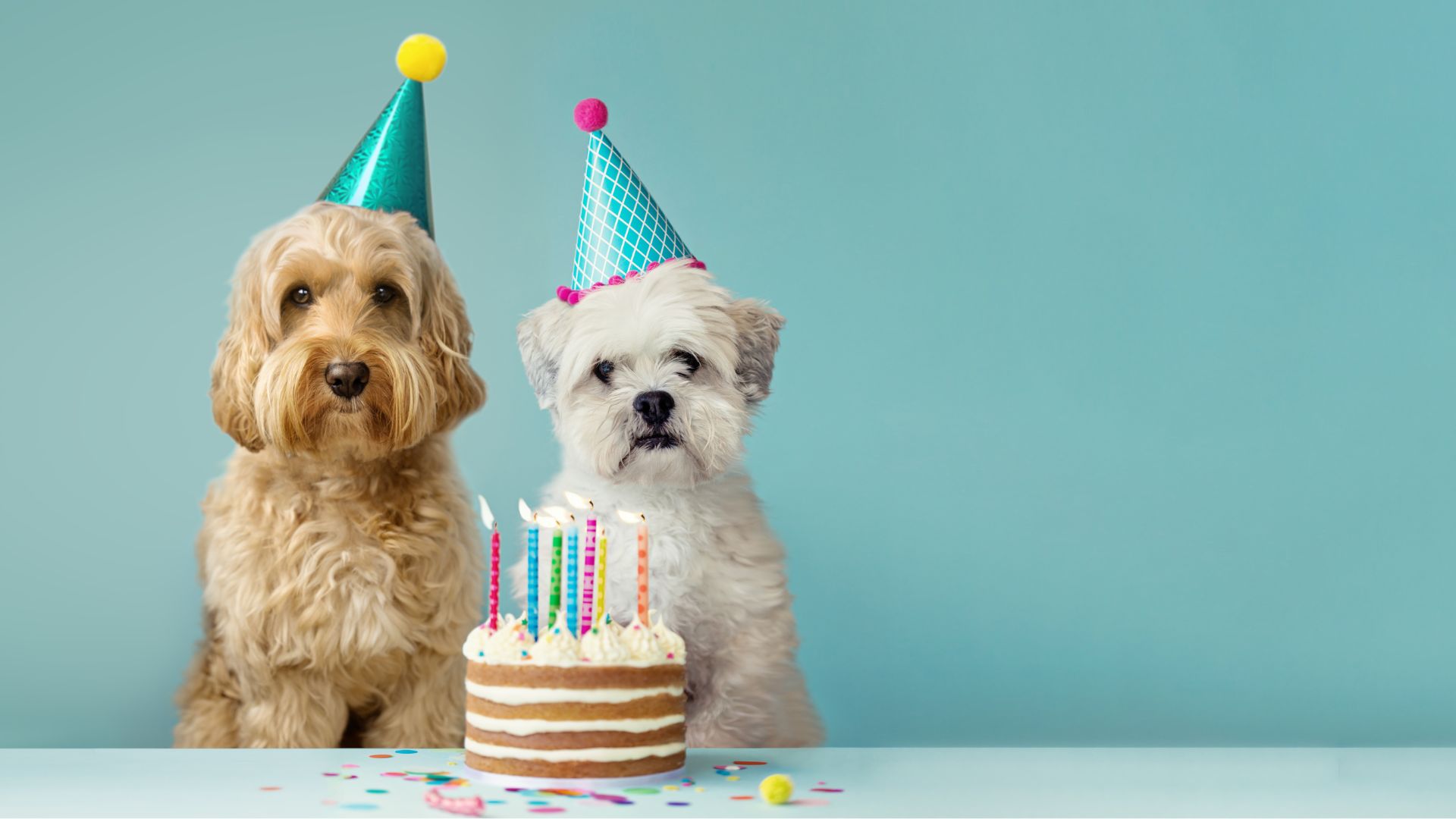 Cuántos años humanos tiene mi perro