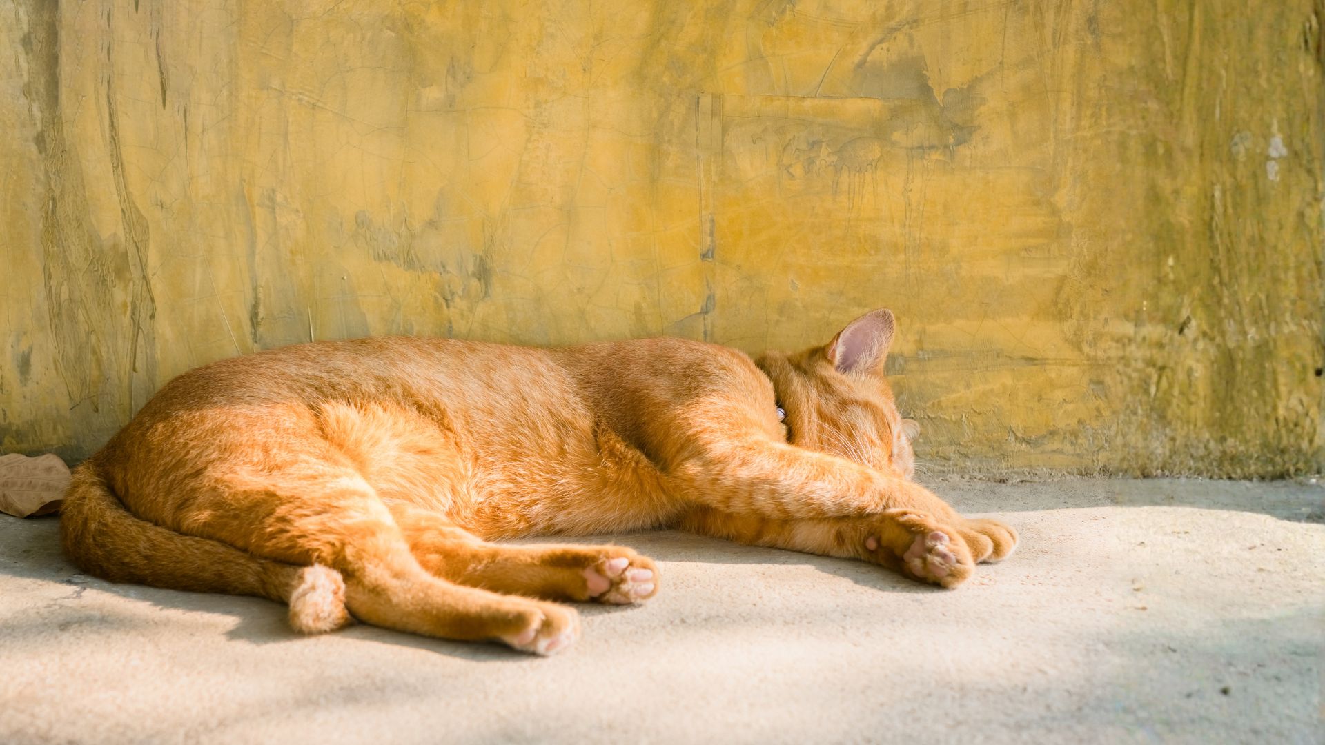 Gatos naranjas: genética, personalidad, razas y qué gato es Garfield realmente