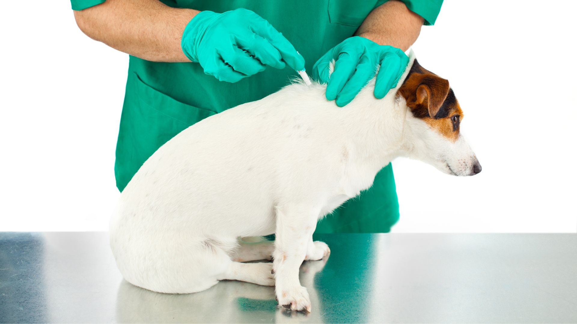 Cómo poner la pipeta a mi perro correctamente