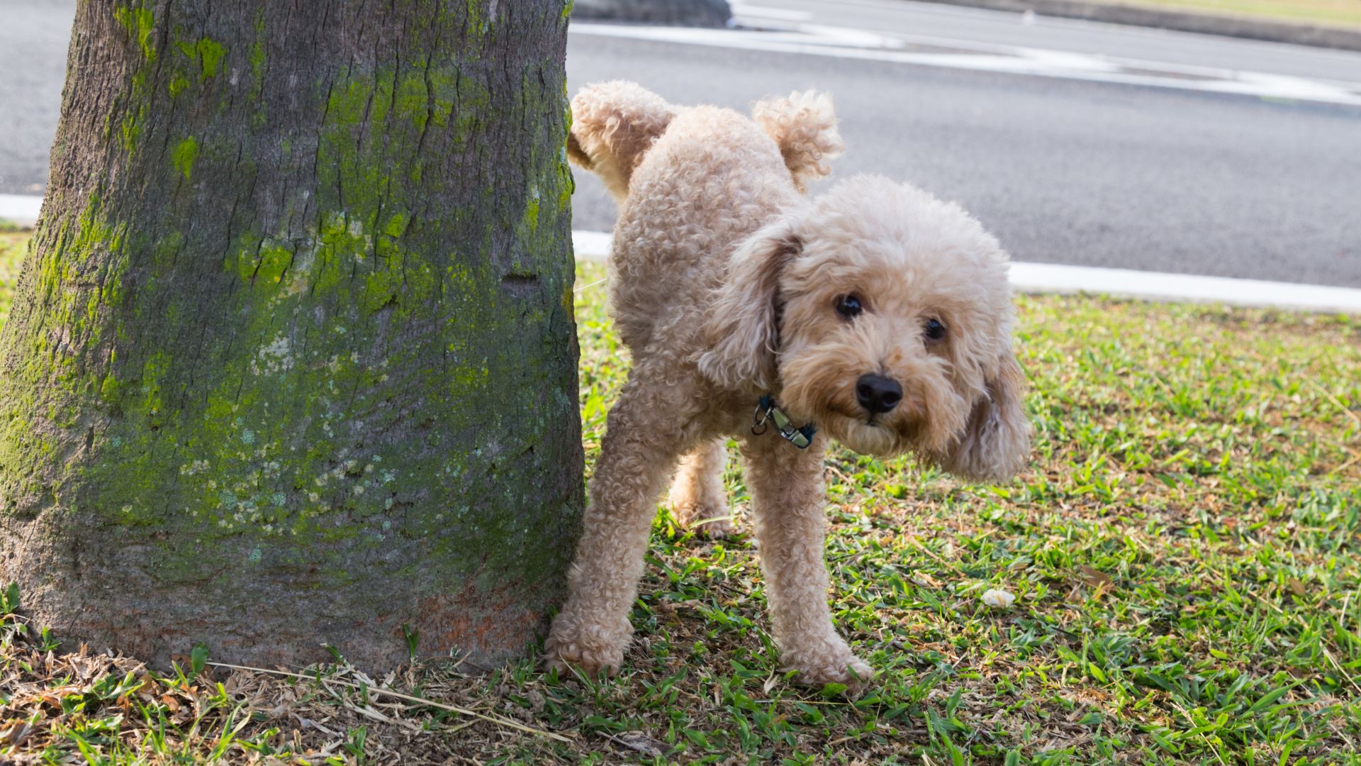 Mi perro orina mucho: Guía completa