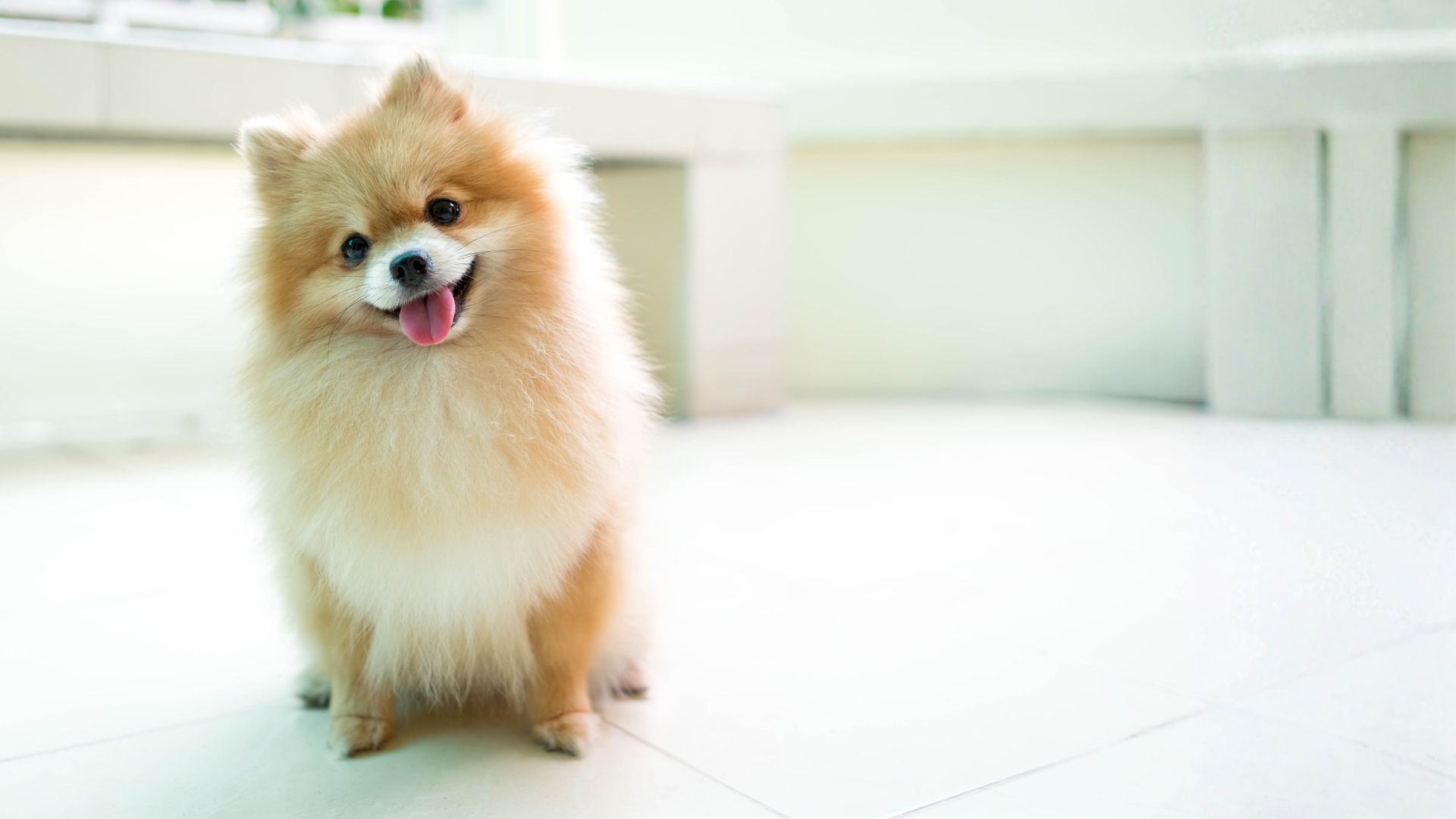 Pomerania: guía completa sobre esta raza