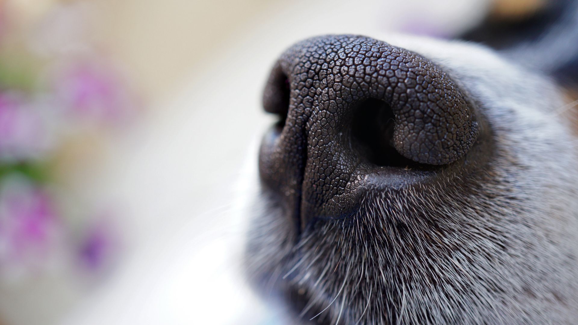 Mi perro la nariz seca: Guía definitiva