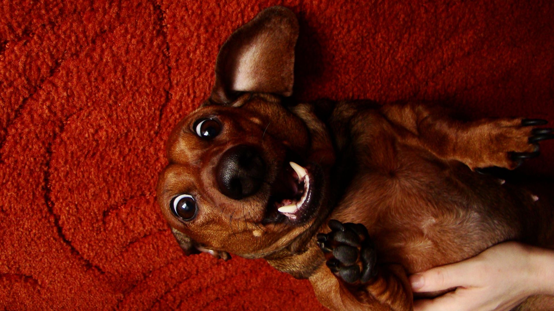 Mi perro tiene hipo: Causas y soluciones 