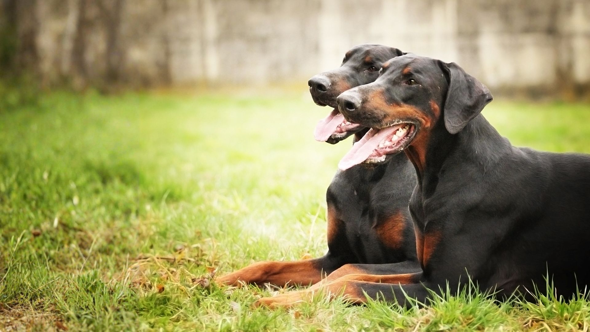 Dóberman: guía completa