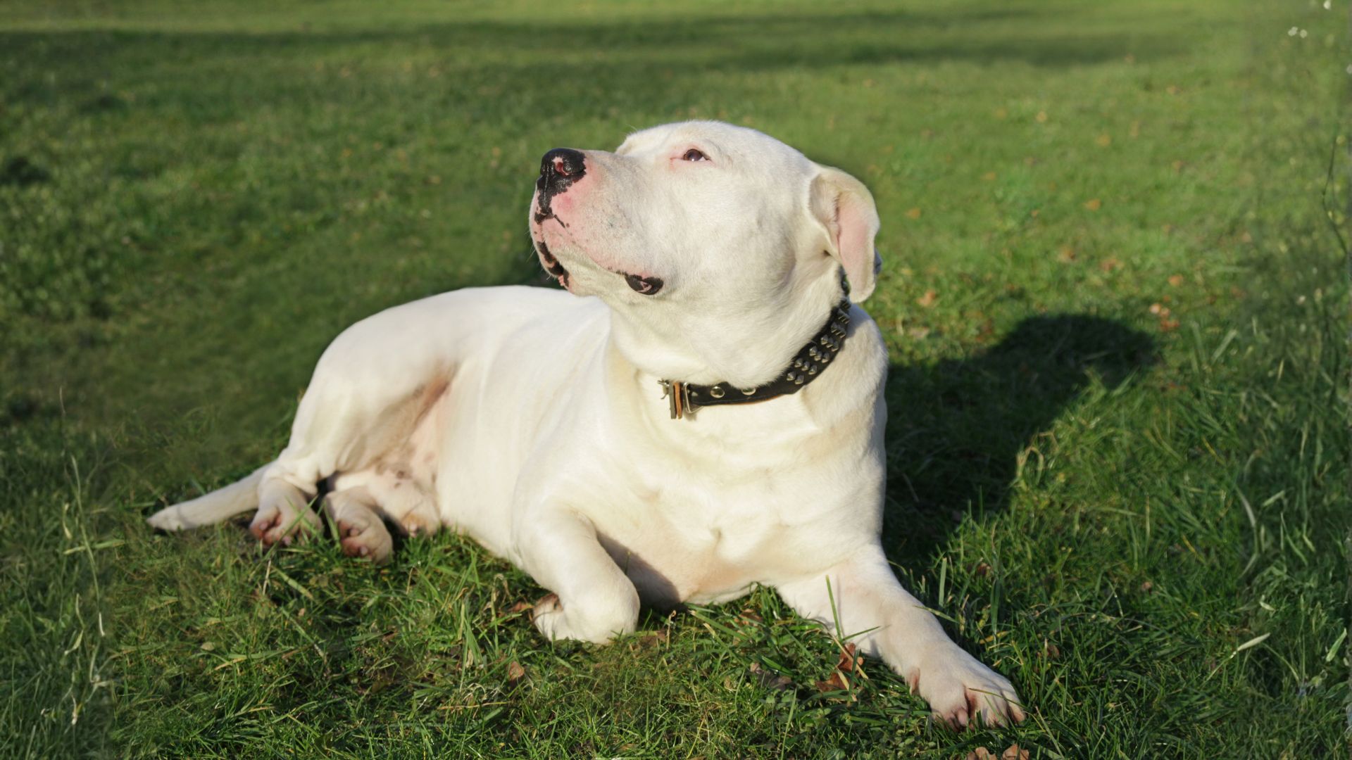 Dogo Argentino: Guía Completa Sobre Origen, Características y Cuidado