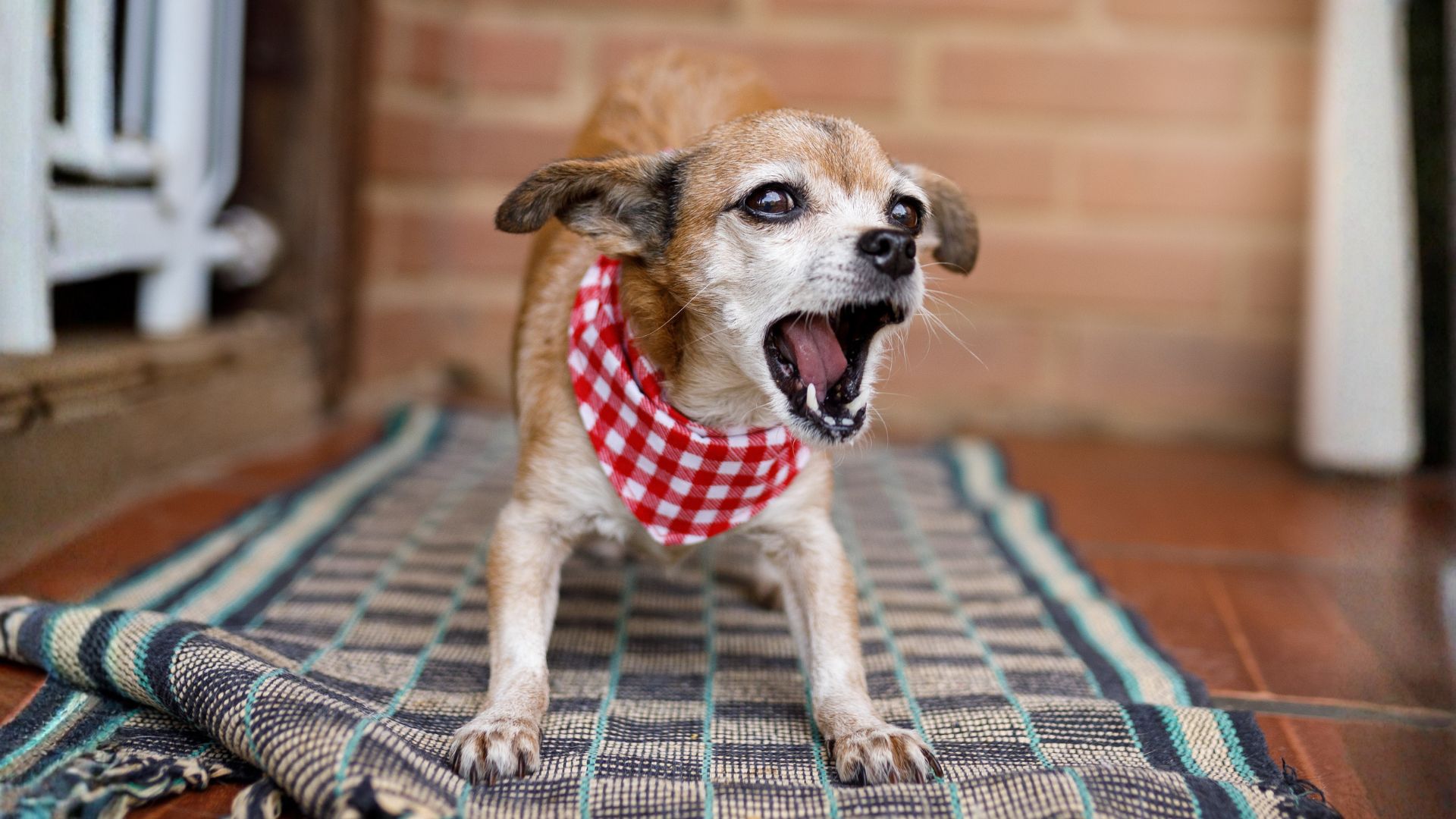 Mi perro ladra mucho: causas y soluciones