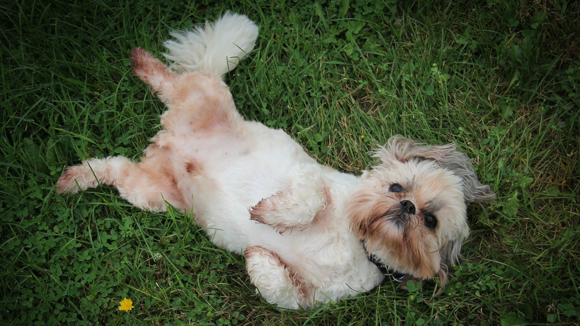 Shih Tzu: origen, carácter y cuidados