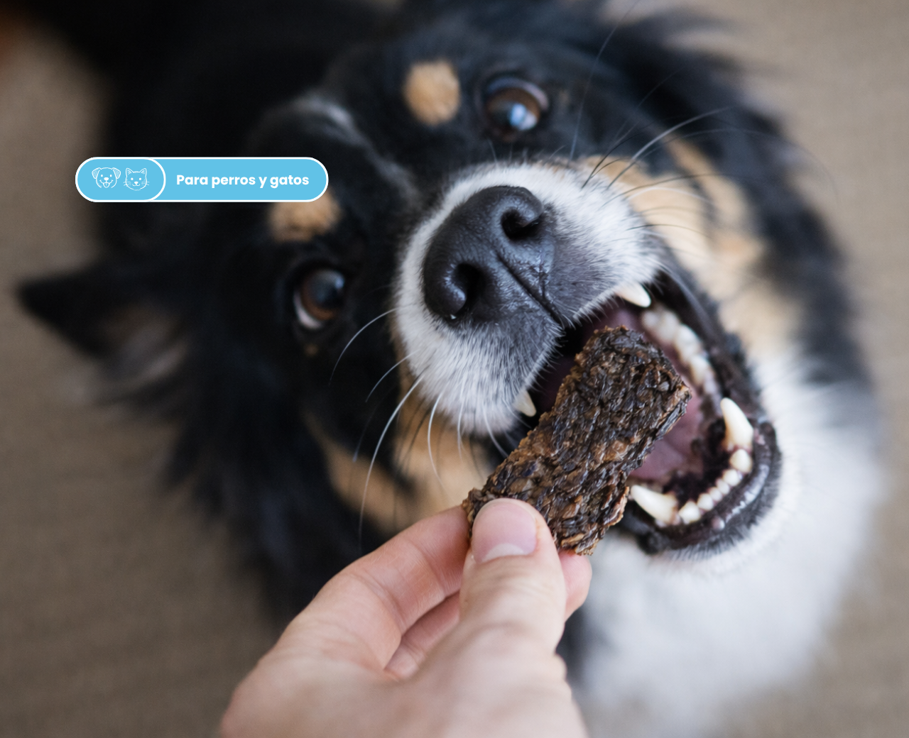 Bocaditos de atún del atlántico