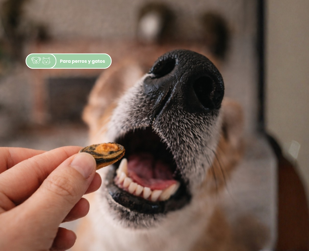 Mejillón de labio verde