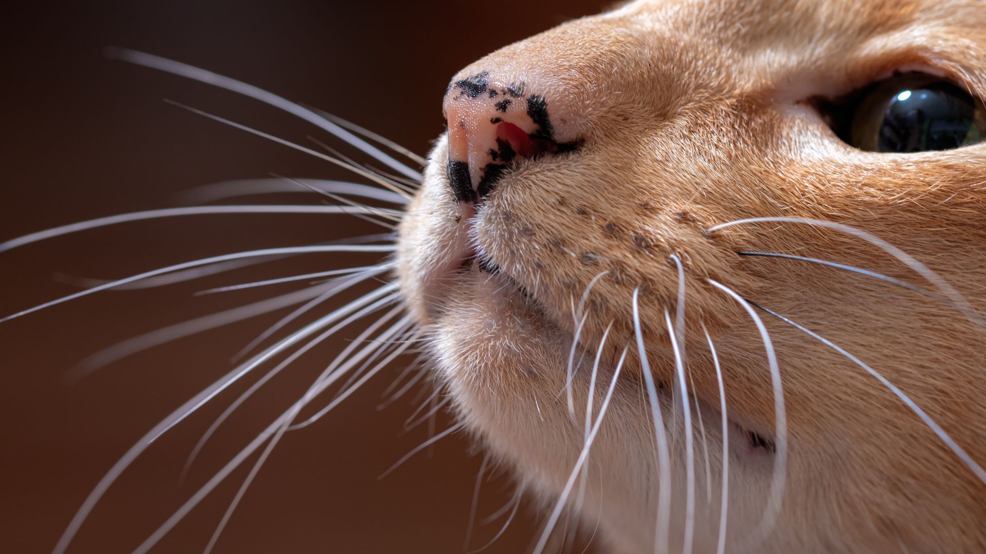 ¿Cómo se llaman los bigotes de los gatos?