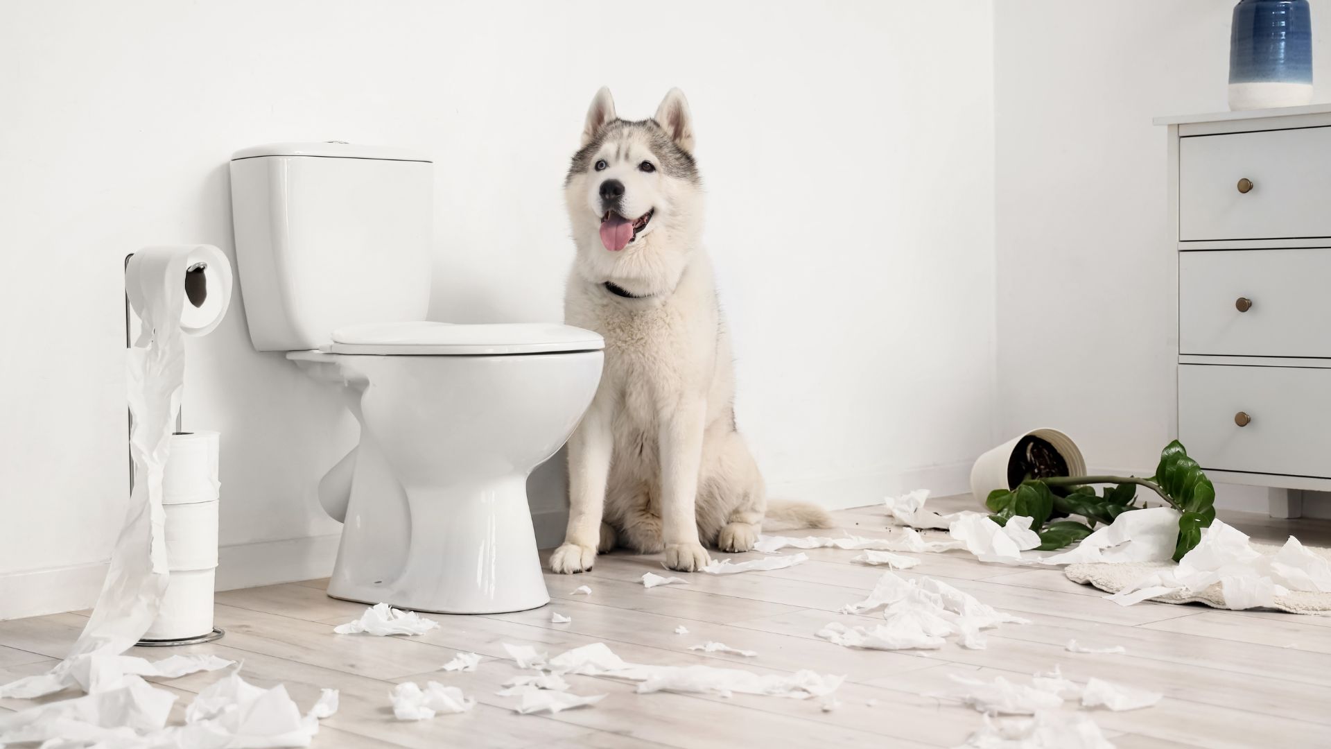 ¿Qué darle a un perro con diarrea? Dieta blanda, causas y tratamiento efectivo