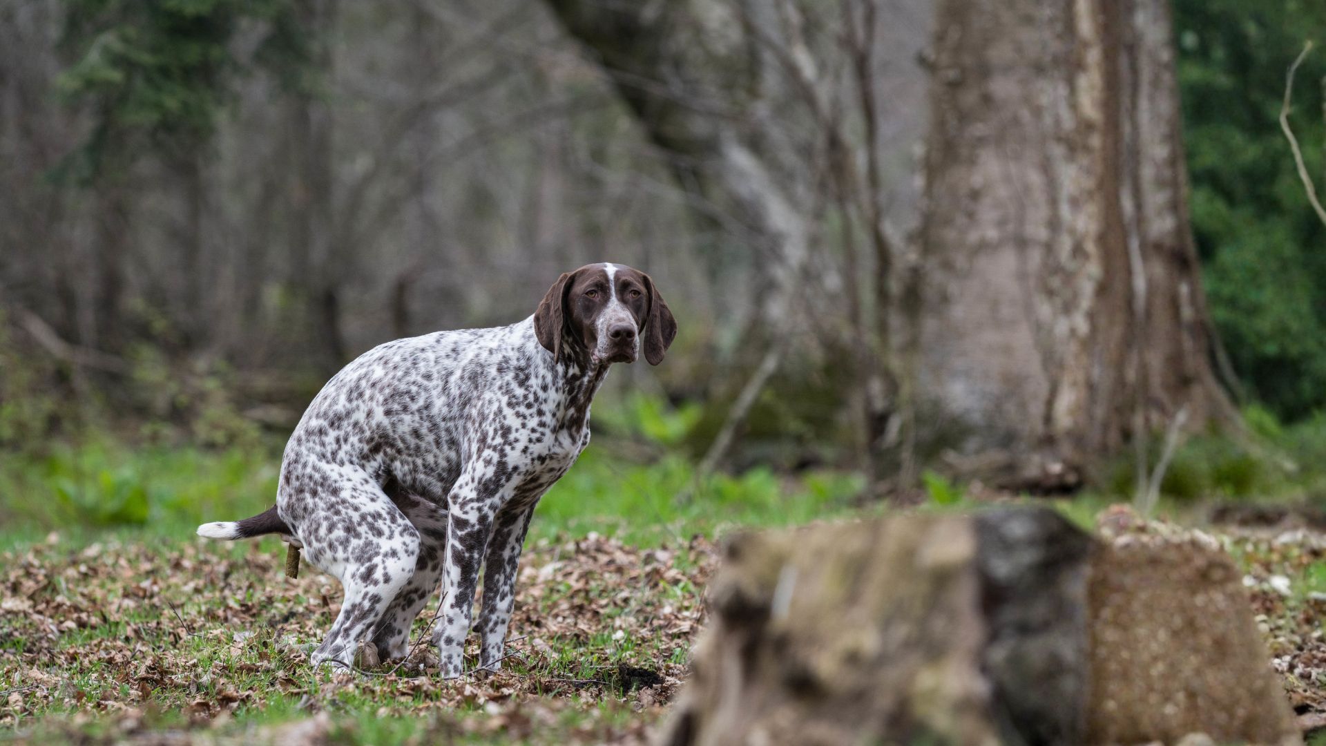 Mi perro está estreñido: causas, síntomas y soluciones