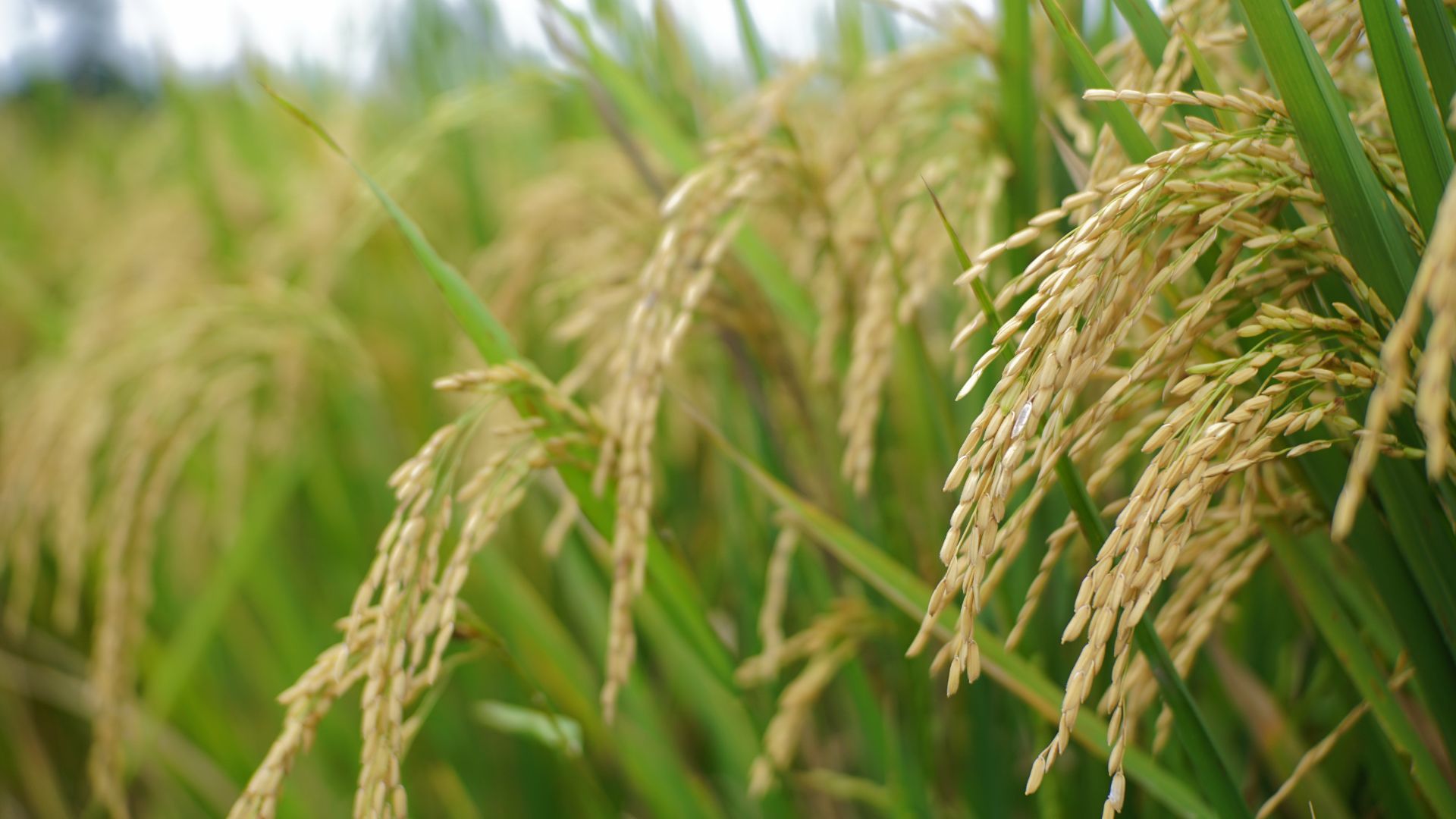 ¿Le puedo dar arroz a mi perro todos los días?