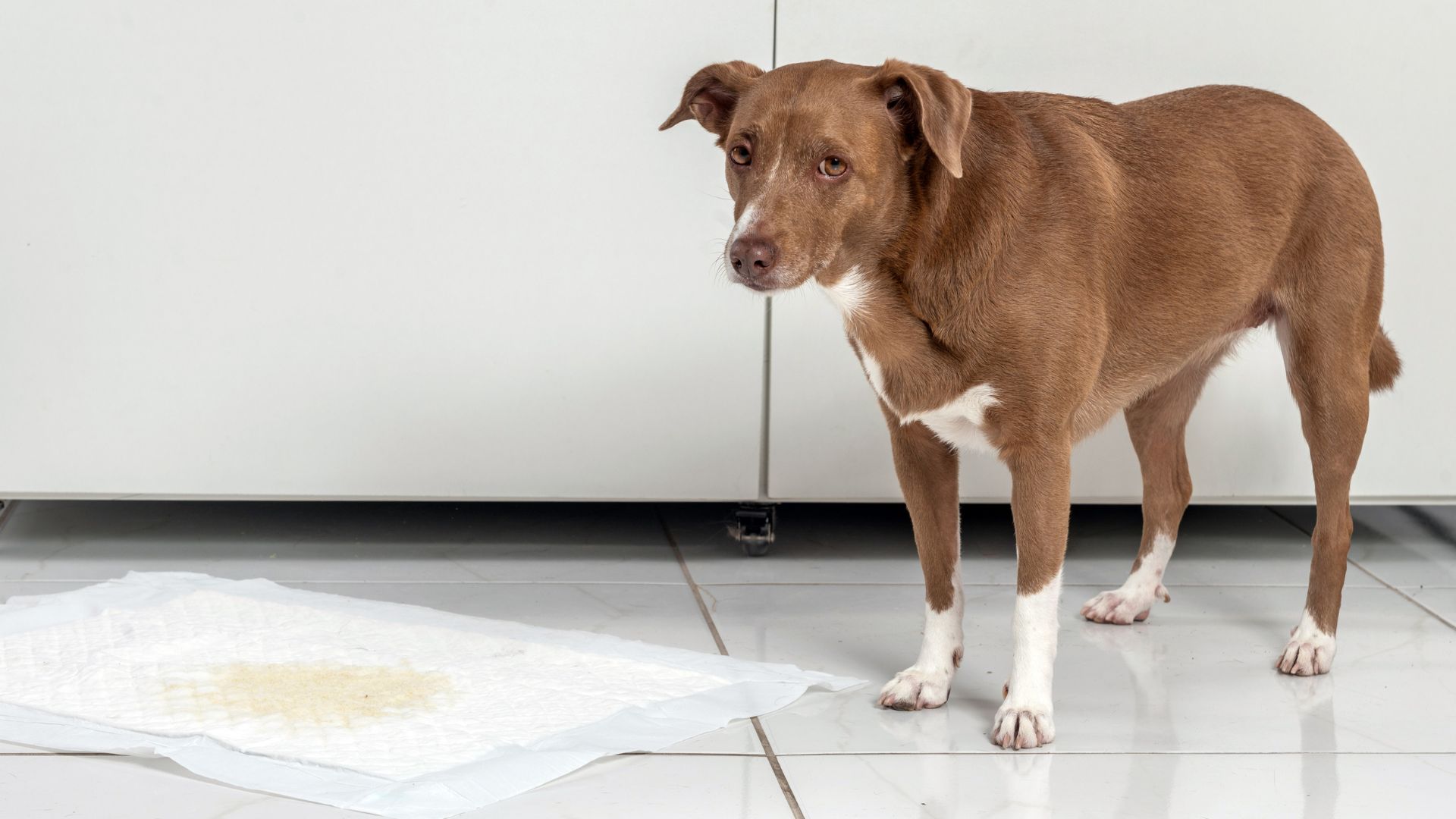 Cómo saber si mi perro tiene infección de orina: Guía completa para cuidar su salud canina