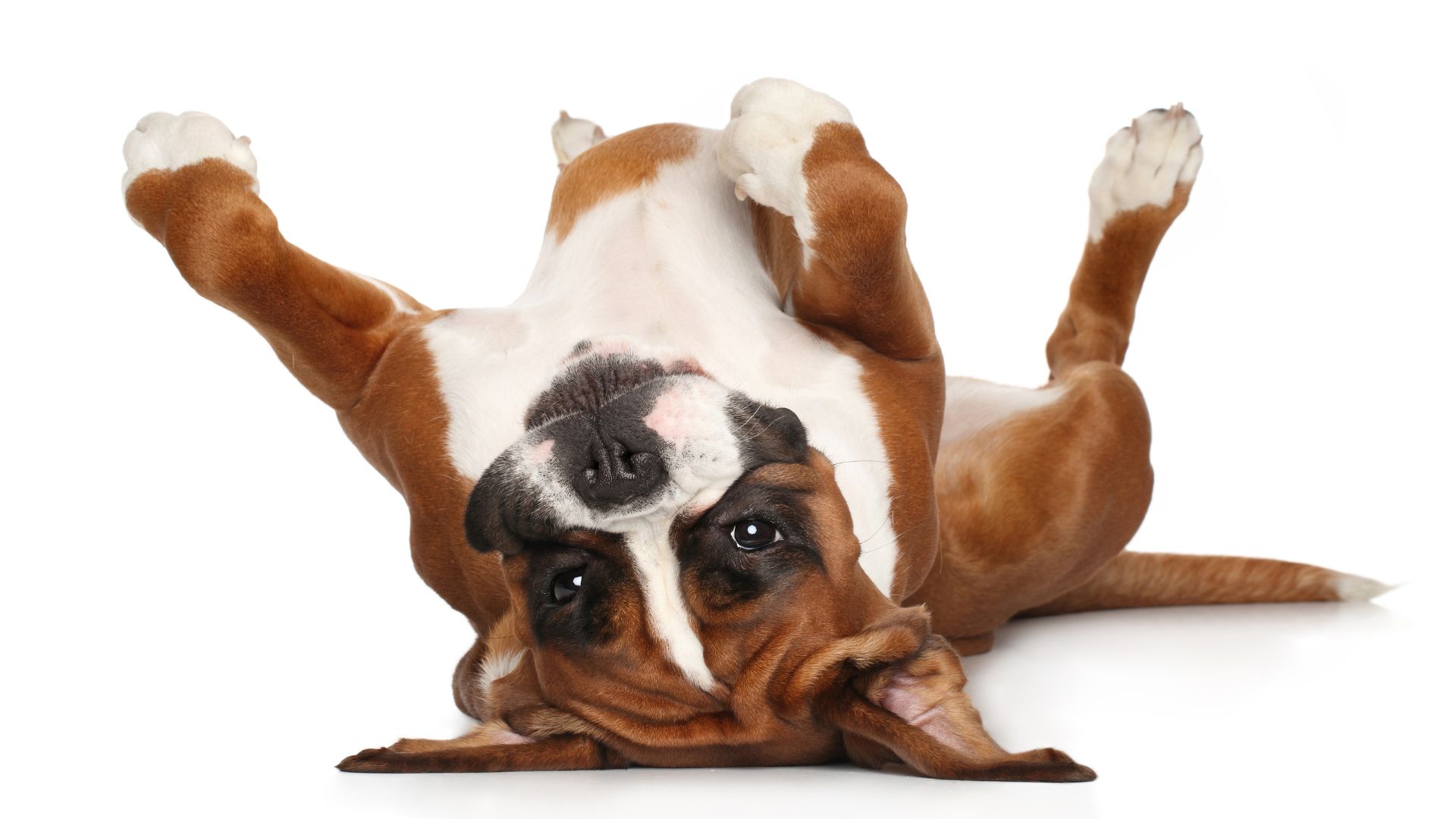 Bóxer: guía completa sobre esta raza