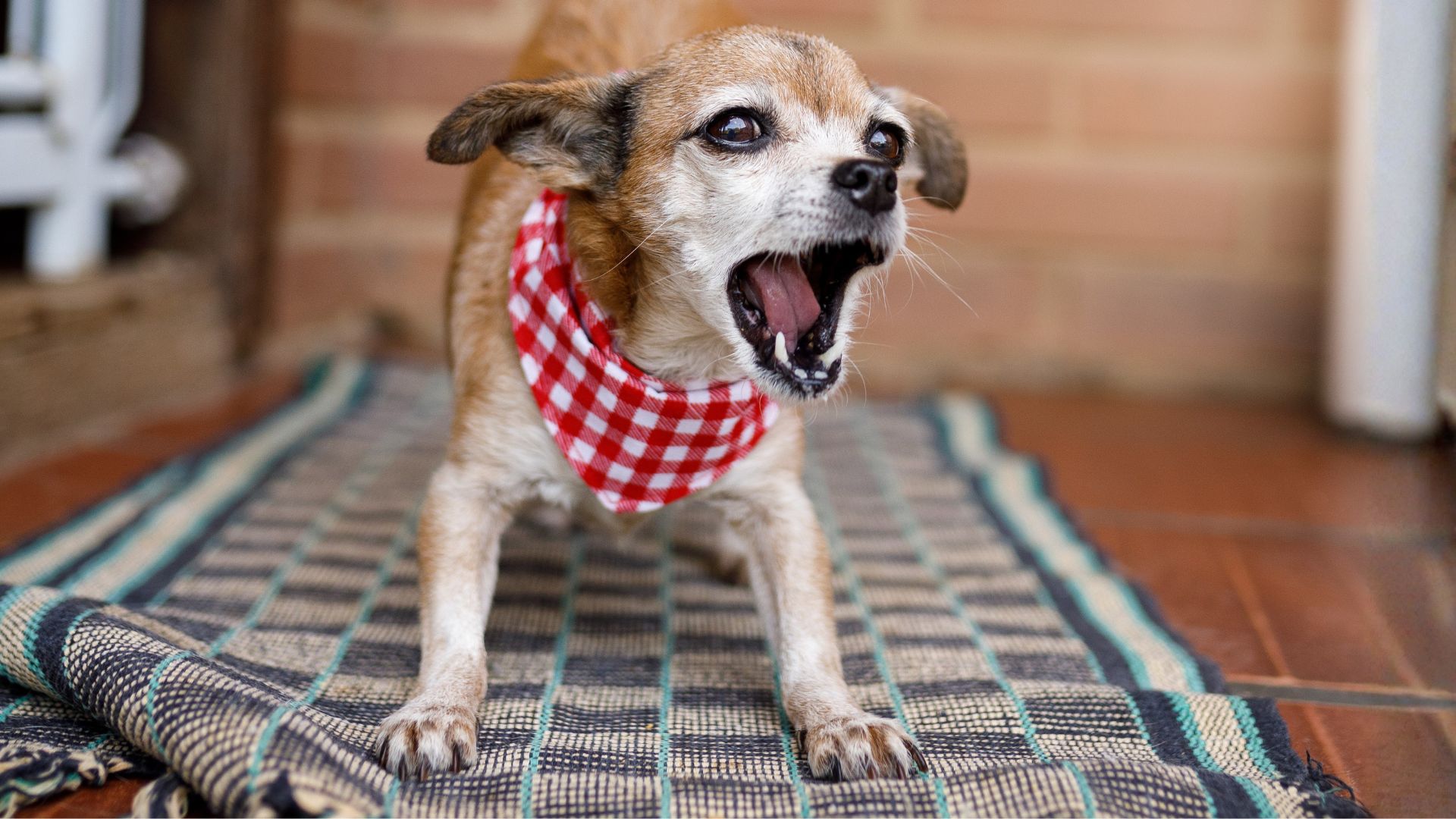 Mi perro ladra a otras personas: etología clínica