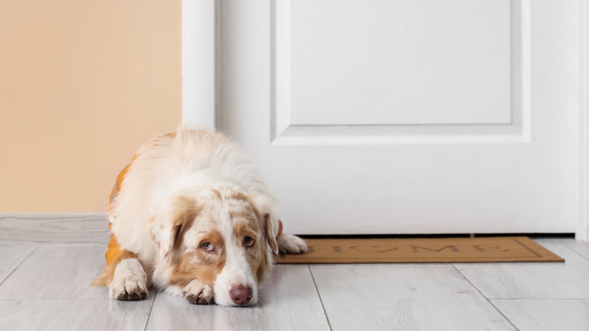 Mi perro llora cuando me voy: guía completa