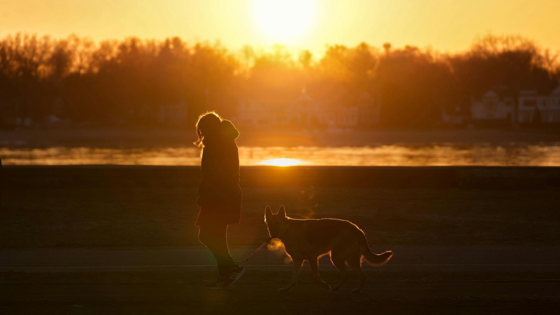 Qué hacer cuando fallece un perro en España