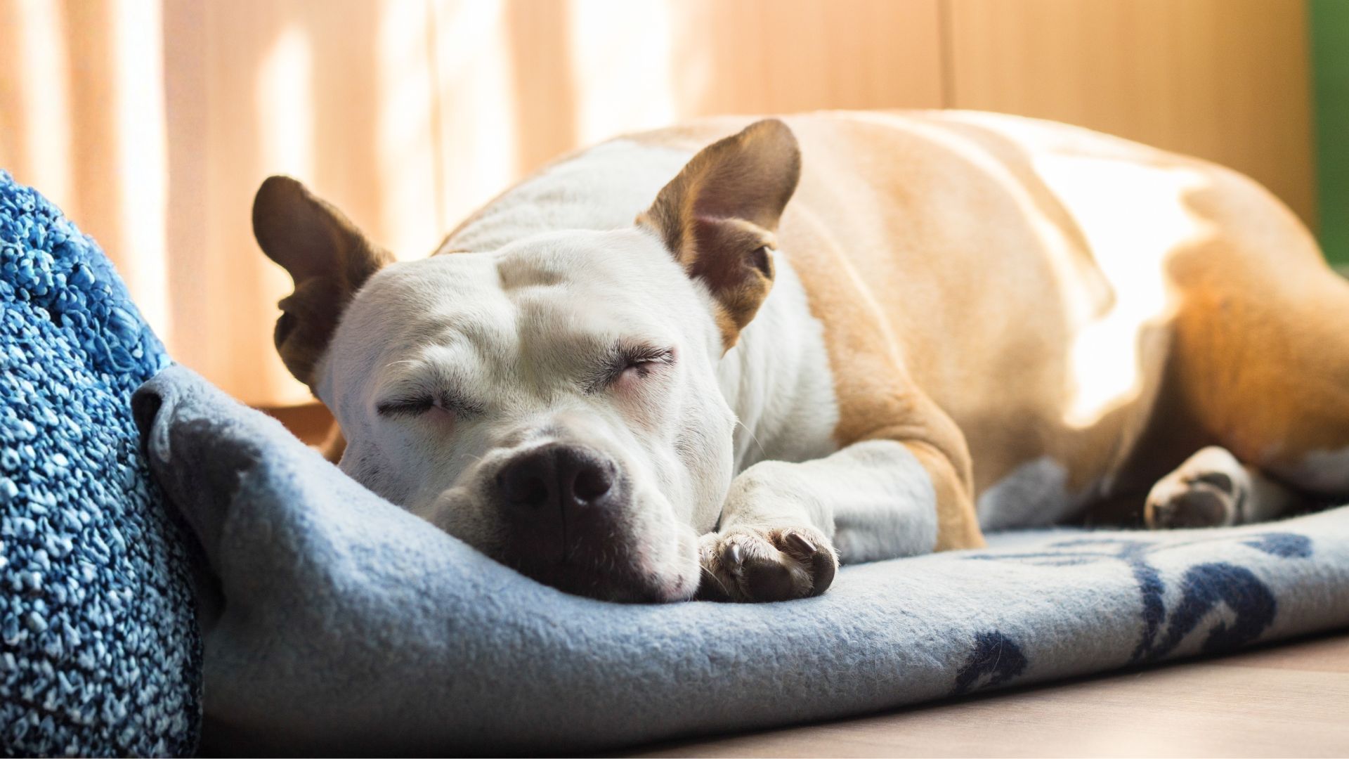 Mi perro ronca: causas, cuándo es normal y señales de alerta