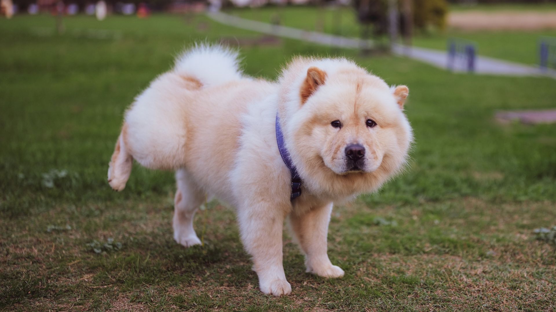 ¿Por qué a mi perro se le escapa el pis cuando duerme?