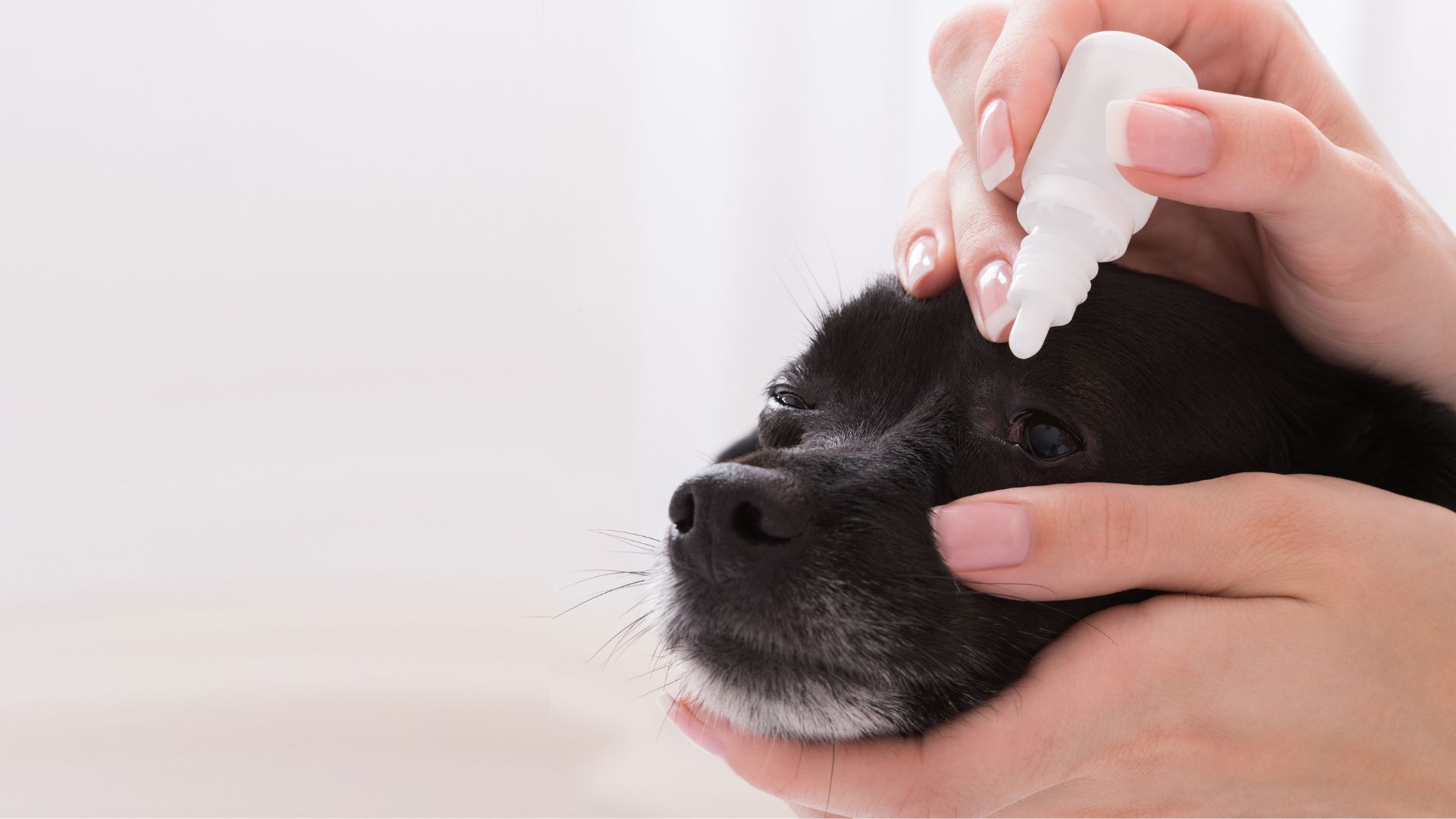 Mi perro tiene los ojos rojos:  causas y tratamiento